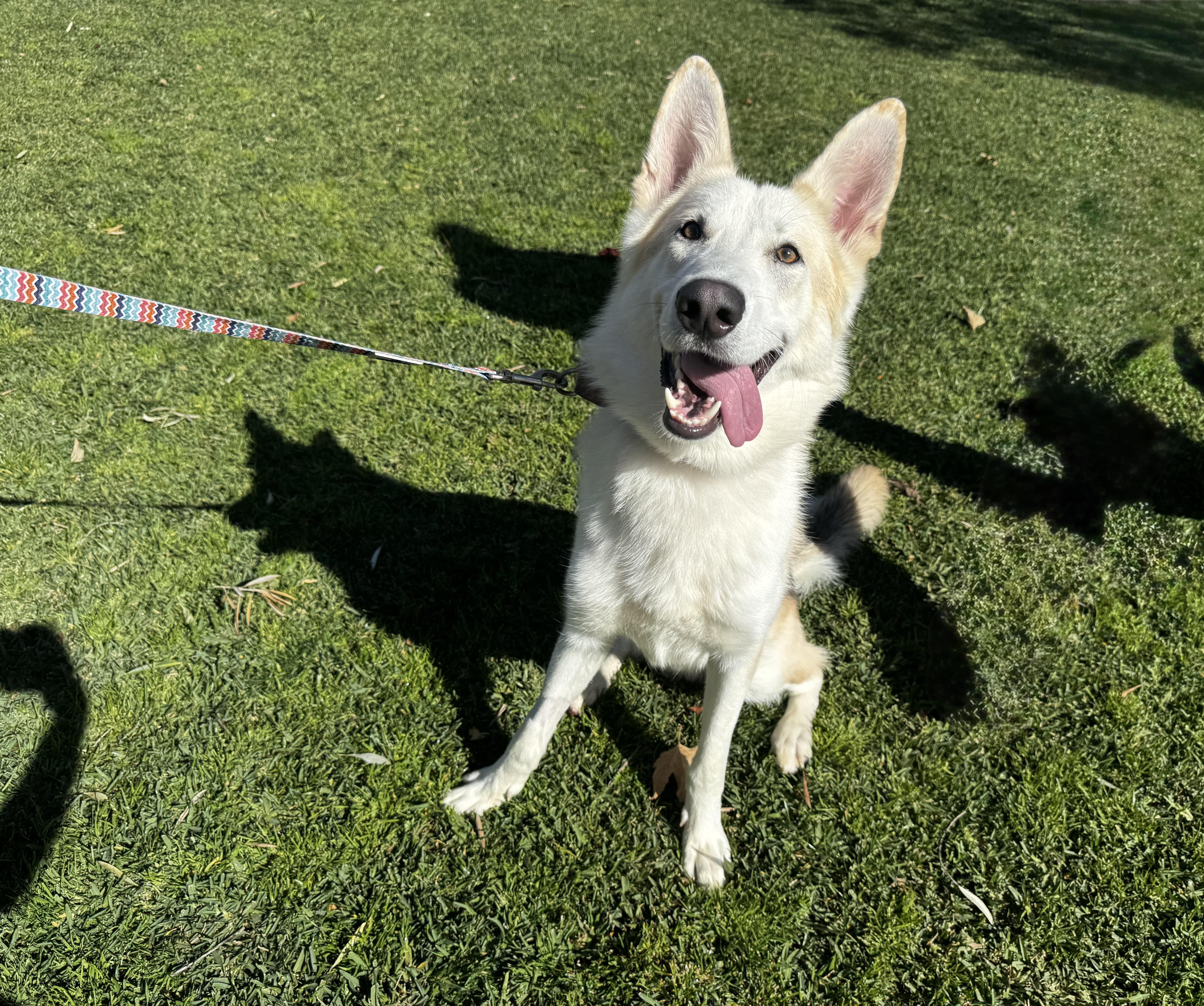 Summit, ADOPTABLE, Adult Male Husky.