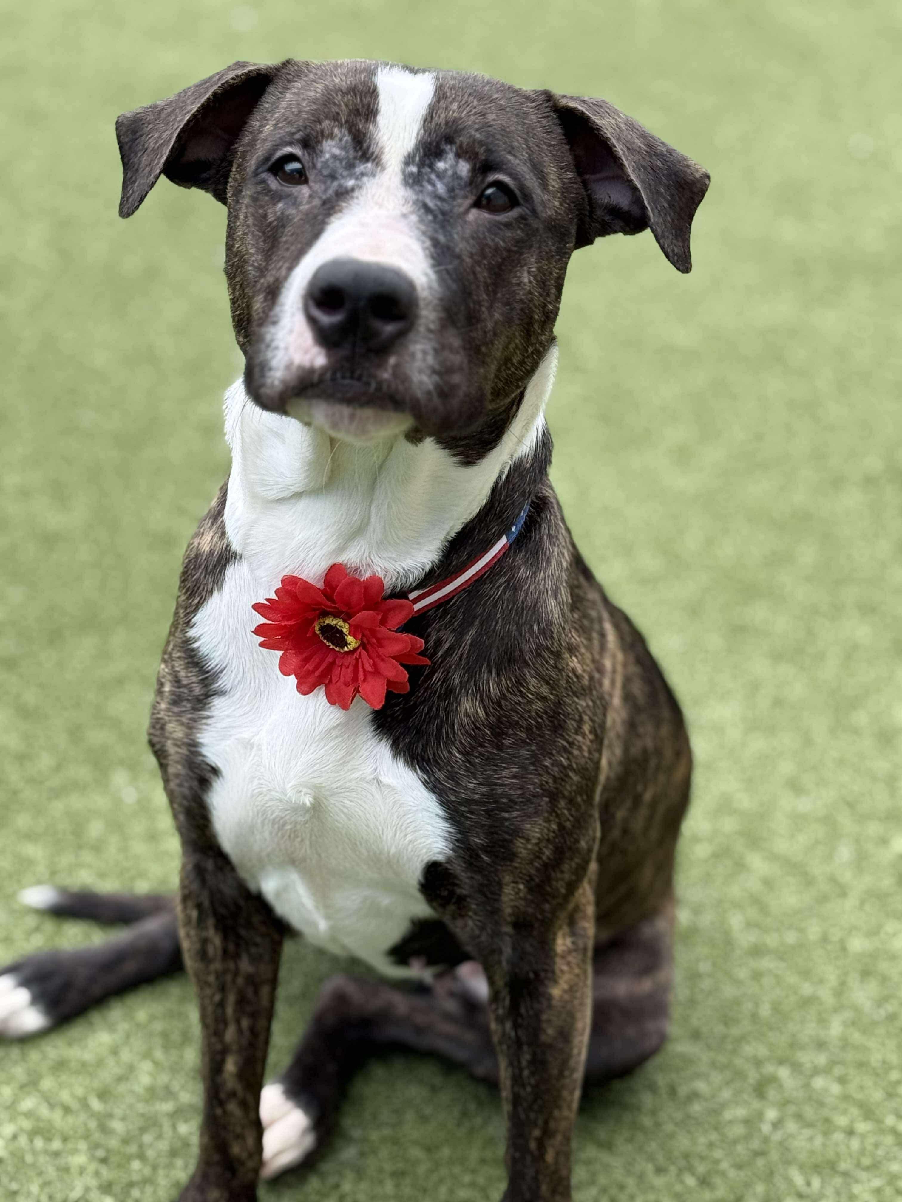 Ginny, a Adopted mixed breed in Sunset Bch, NC image 1/5