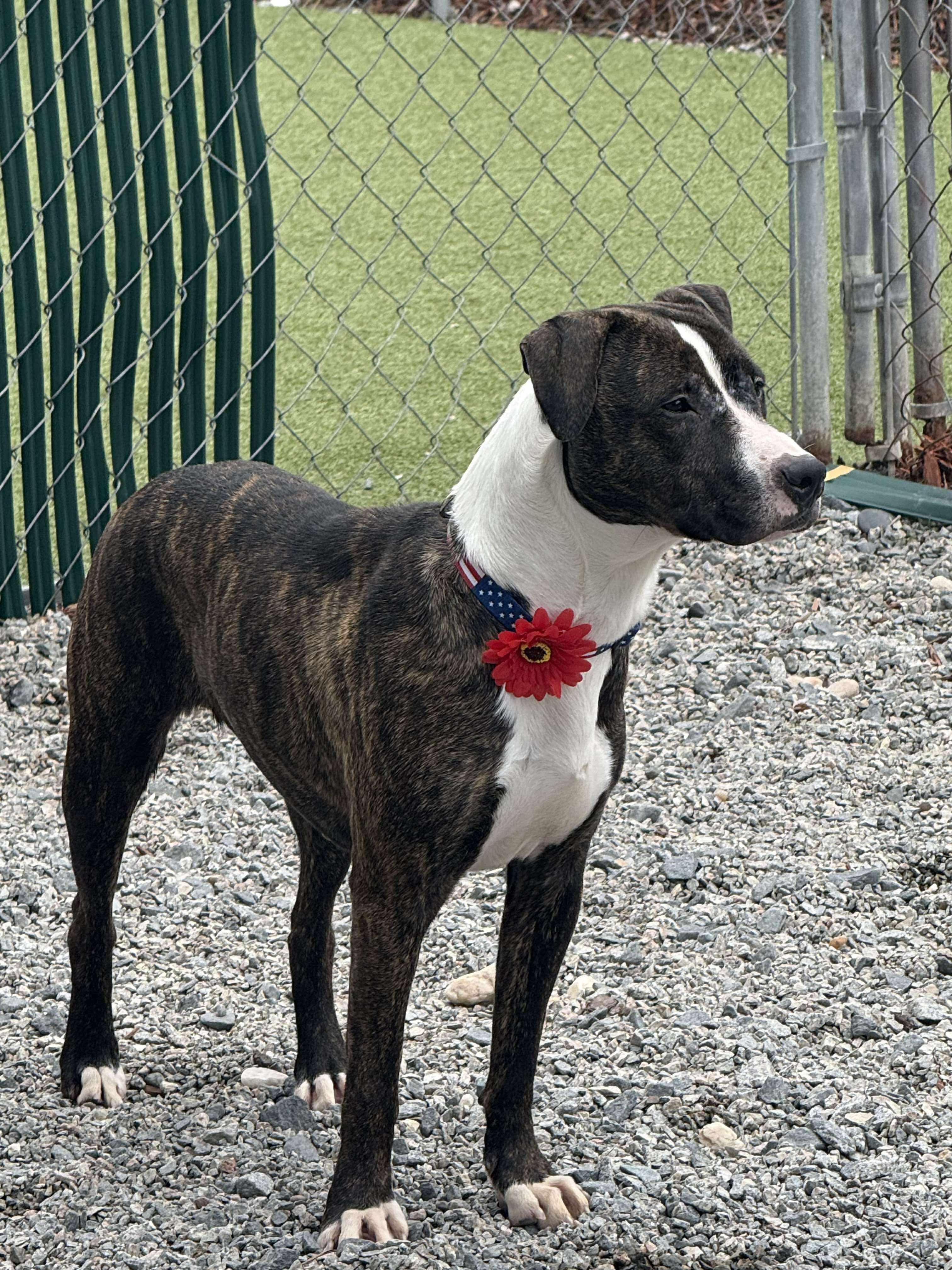 Ginny, a Adopted mixed breed in Sunset Bch, NC image 2/5