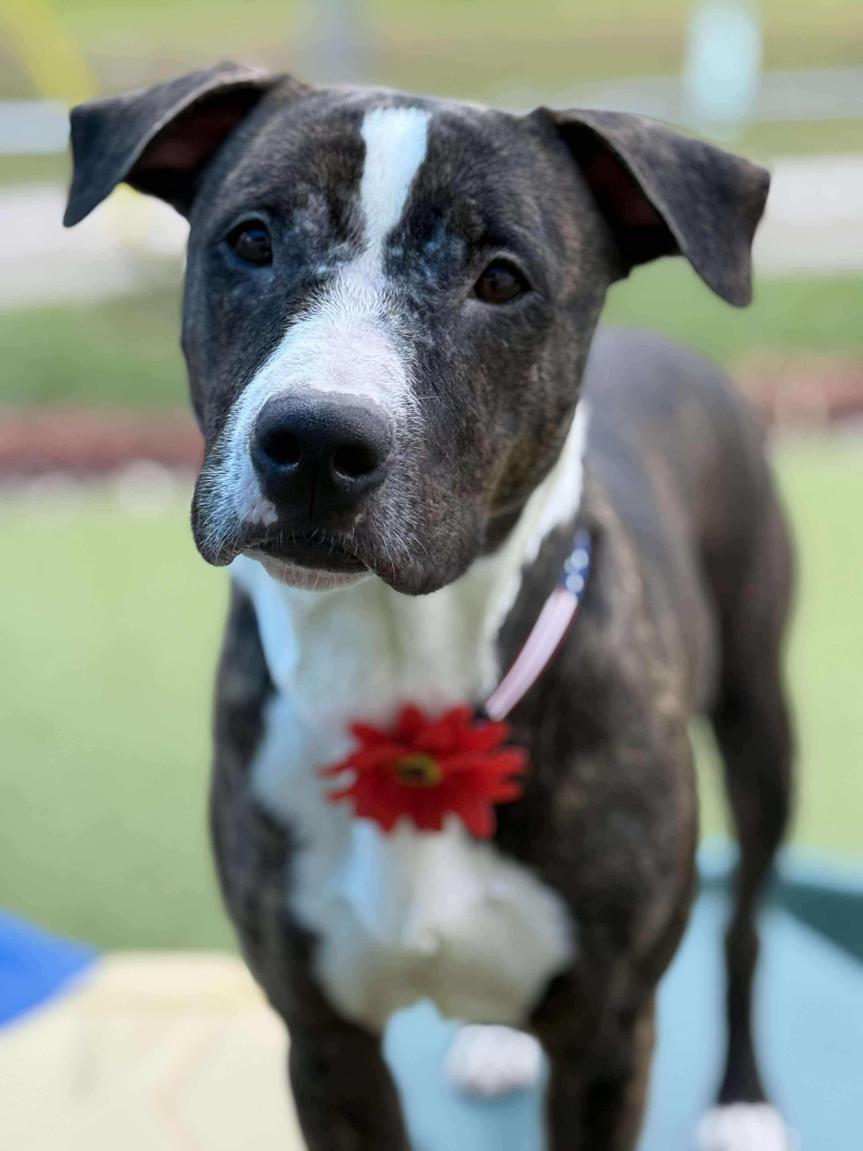 Ginny, Adopted, Adult Female Mixed Breed.