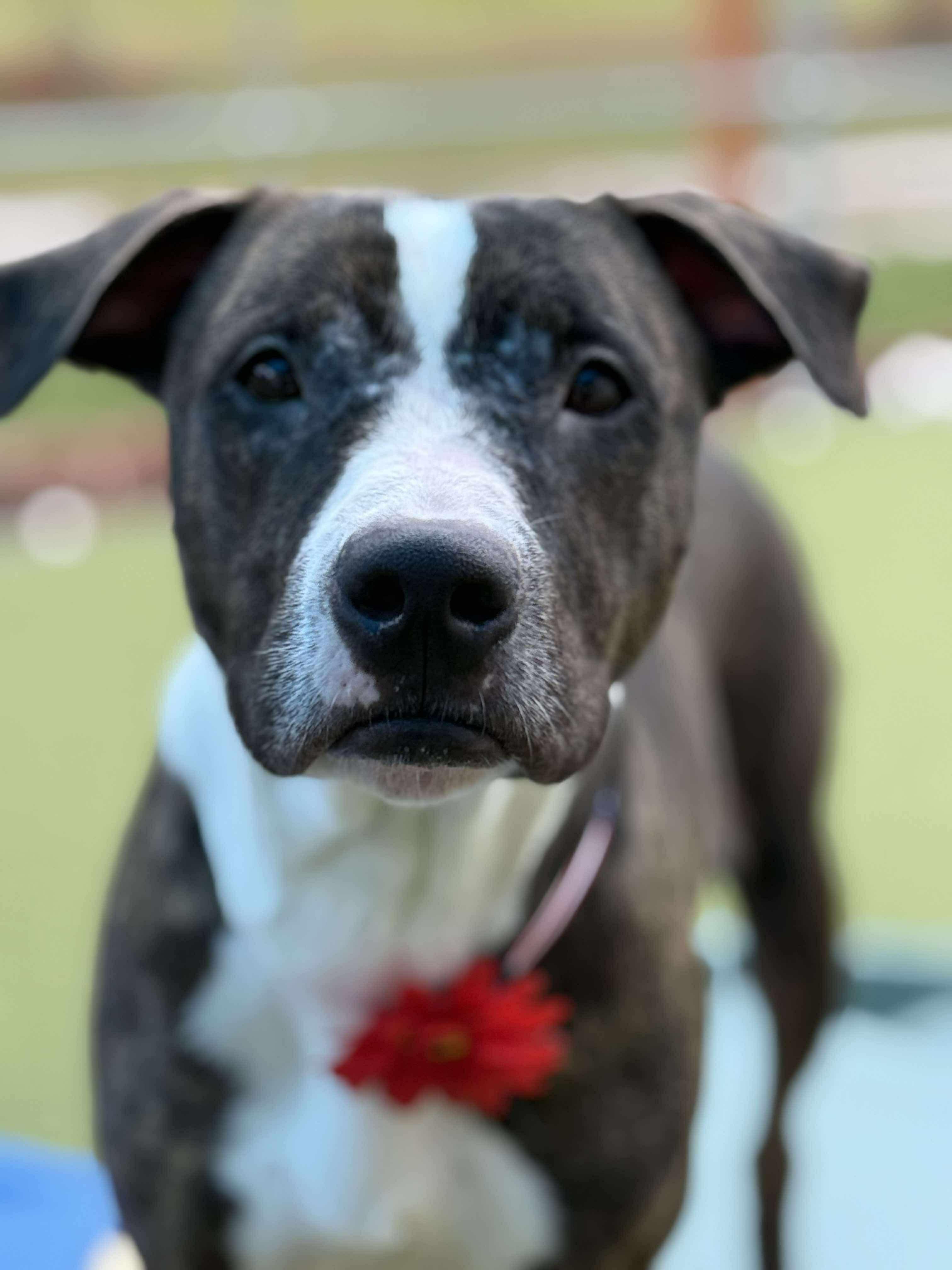 Ginny, a Adopted mixed breed in Sunset Bch, NC image 5/5