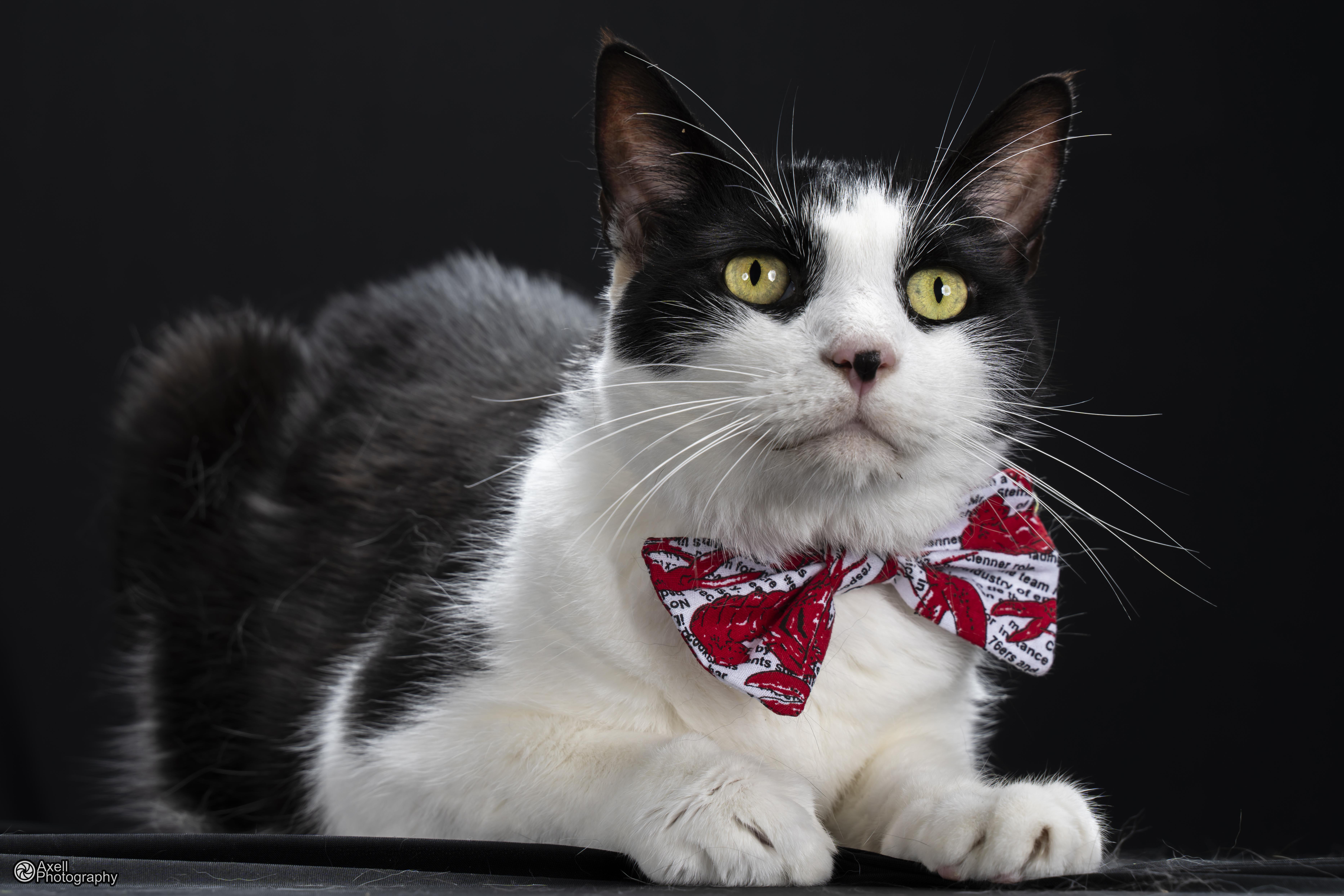 Enlarge Raiden, an adoptable Domestic Short Hair in Winthrop, ME image 1/5