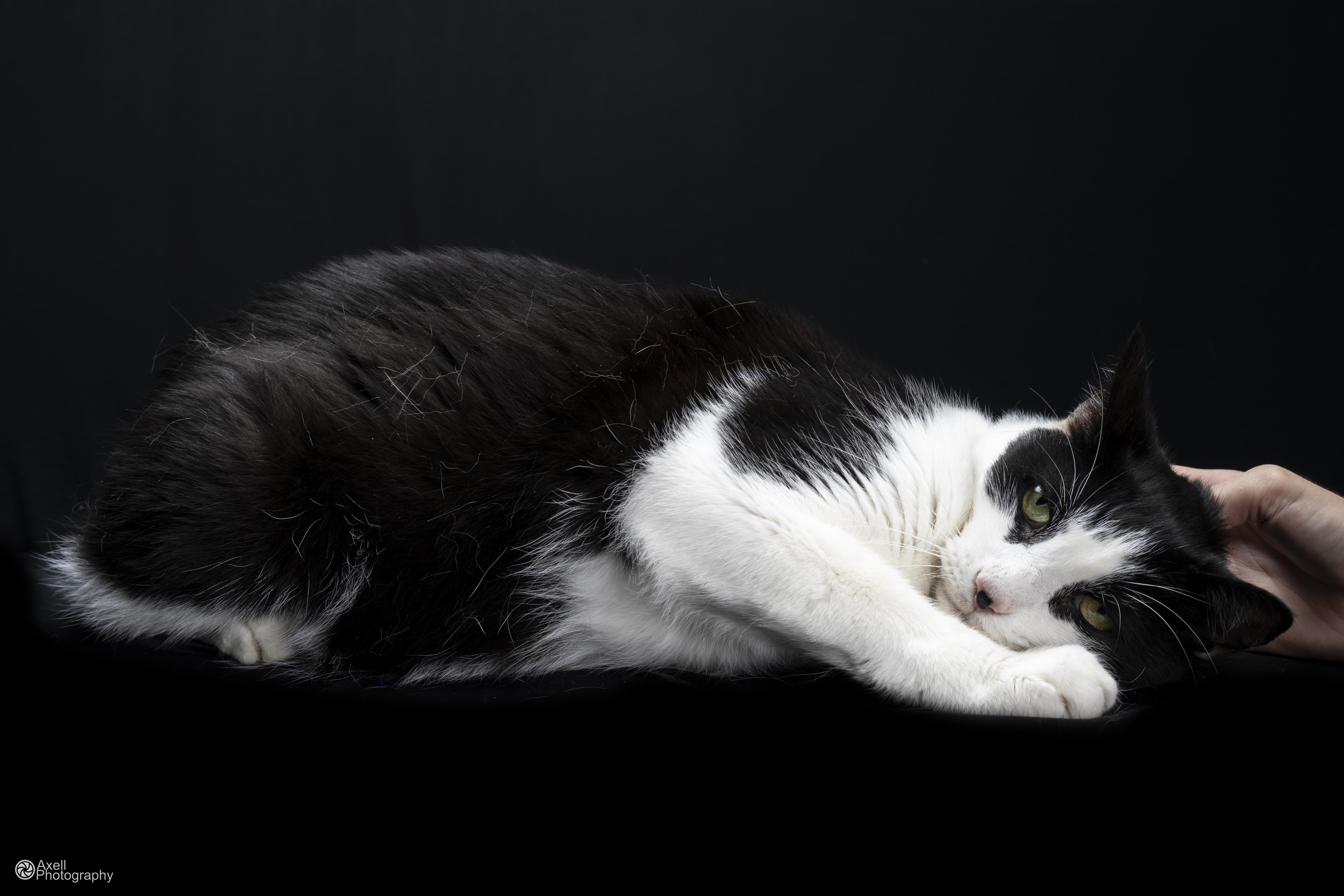 Enlarge Raiden, an adoptable Domestic Short Hair in Winthrop, ME image 2/5