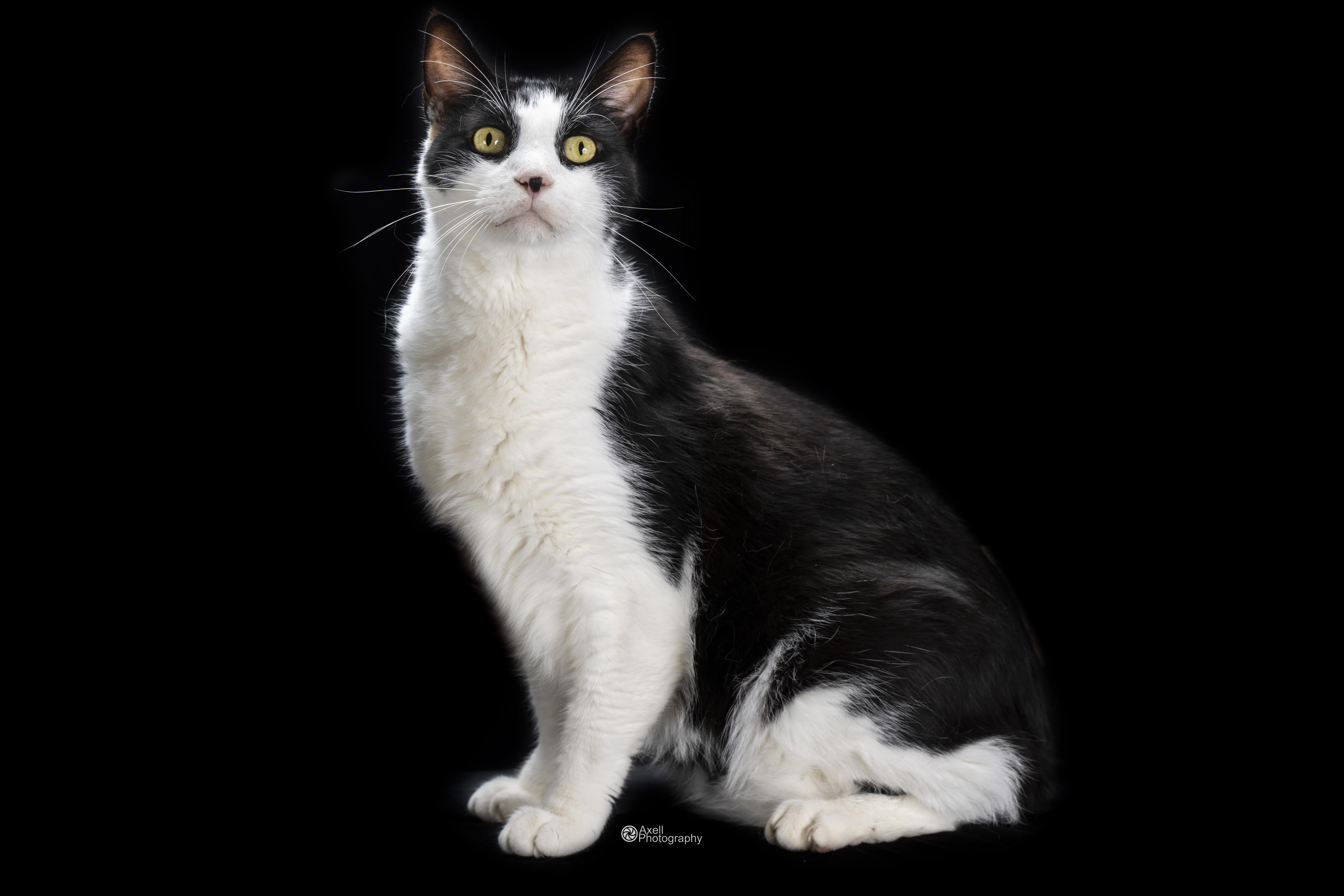 Enlarge Raiden, an adoptable Domestic Short Hair in Winthrop, ME image 3/5