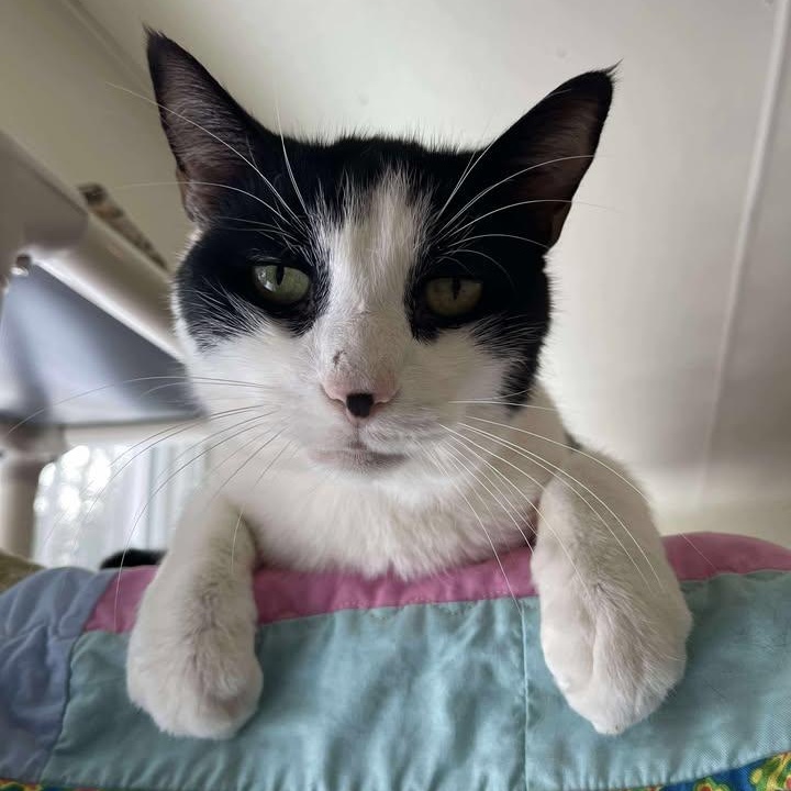 Enlarge Raiden, an adoptable Domestic Short Hair in Winthrop, ME image 3/5