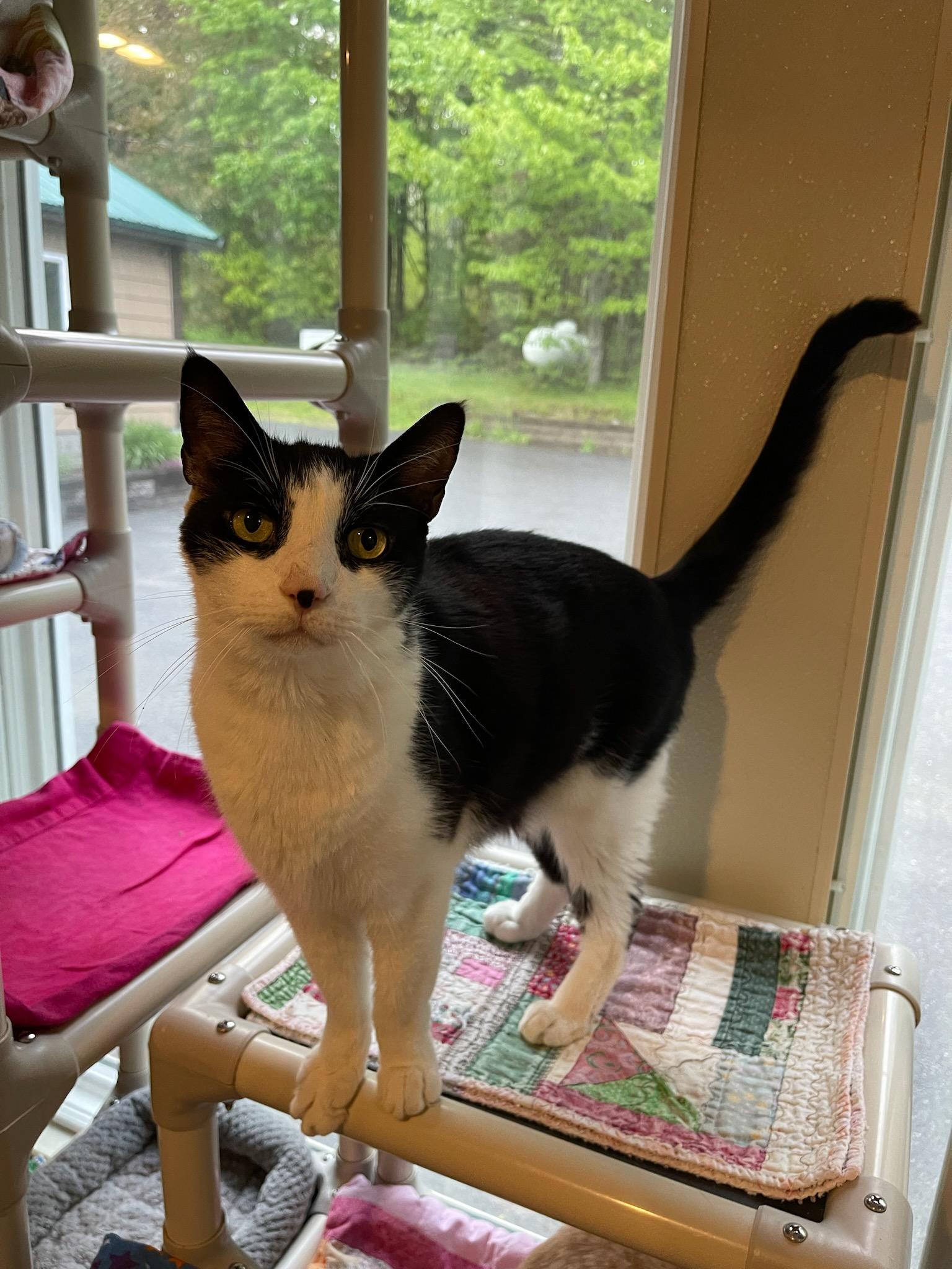 Raiden, adoptable, Adult Male Domestic Short Hair.