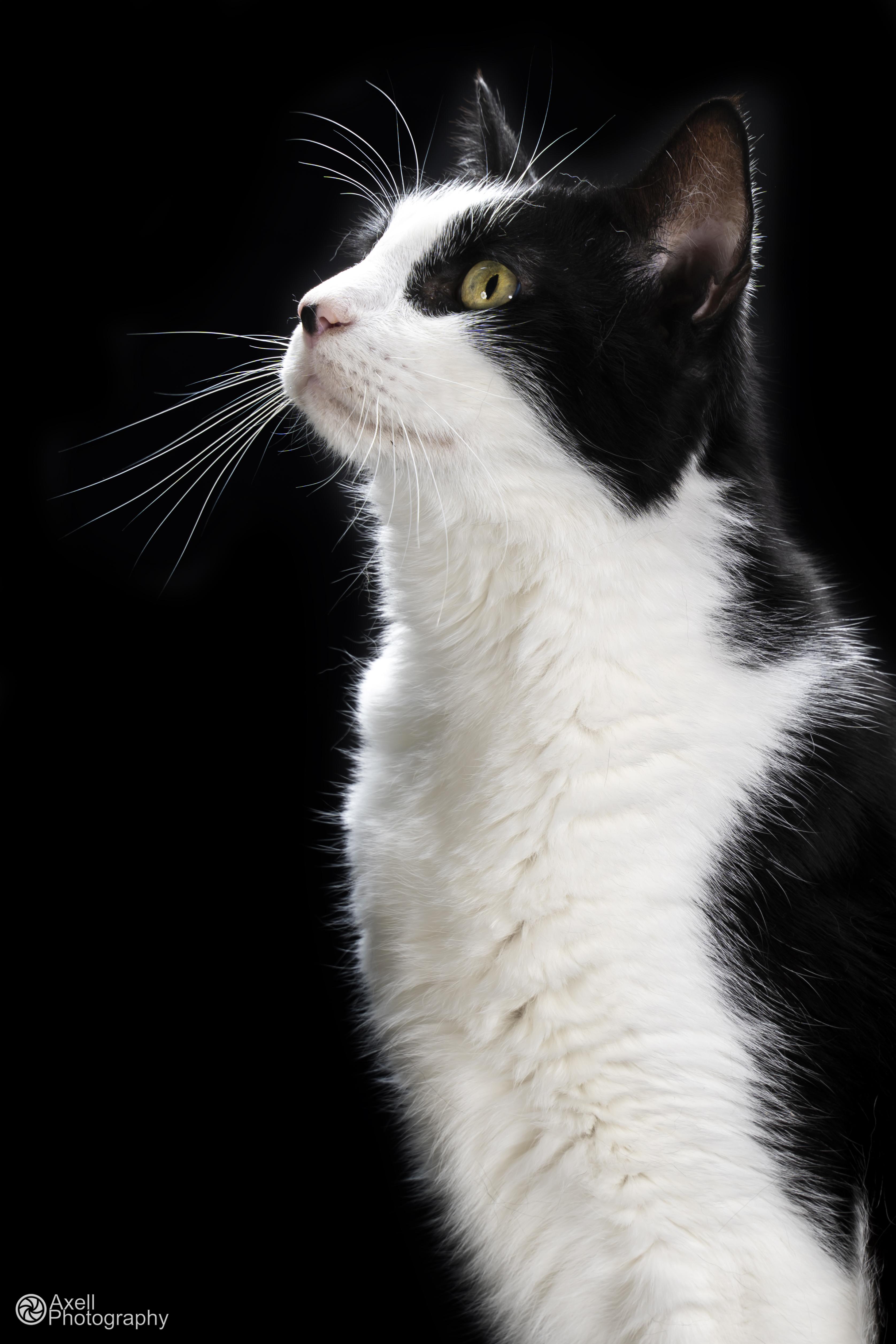 Raiden, an adoptable Domestic Short Hair in Winthrop, ME, 04364 | Photo Image 5