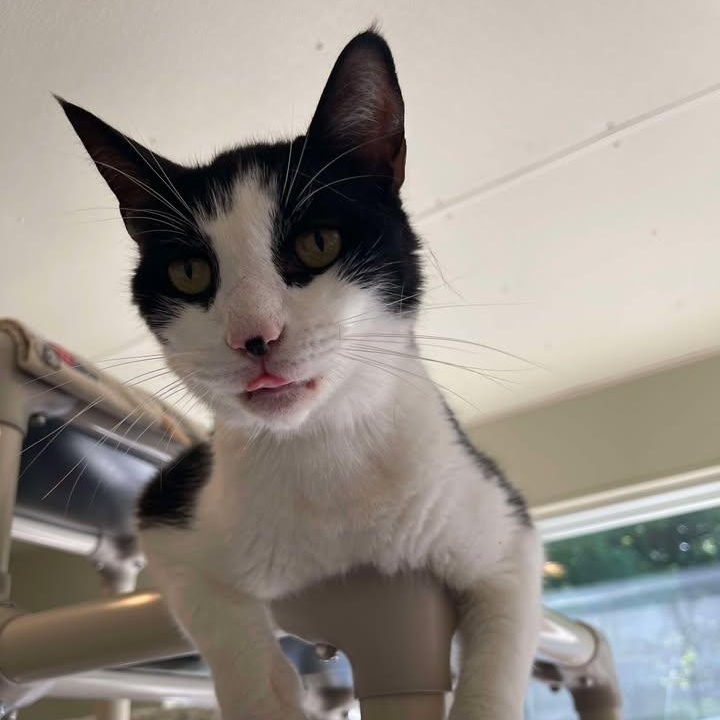 Raiden, adoptable, Adult Male Domestic Short Hair.