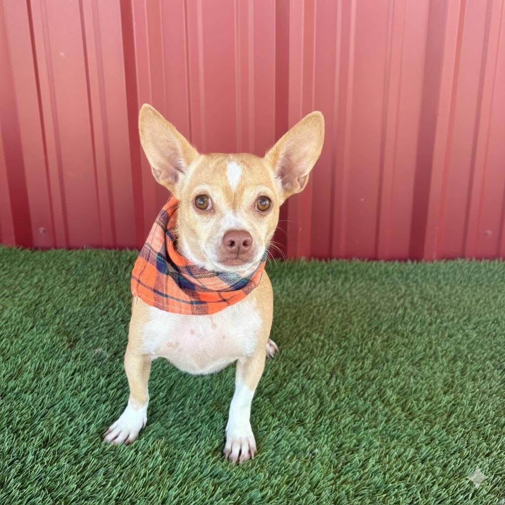 Enlarge Penelope, a Adoptable mixed breed in Portland, OR image 1/6