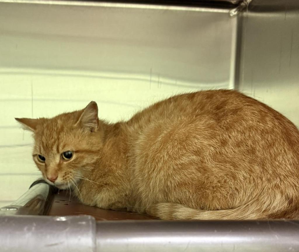 Freedom, Adoptable, Kitten Male Tabby.
