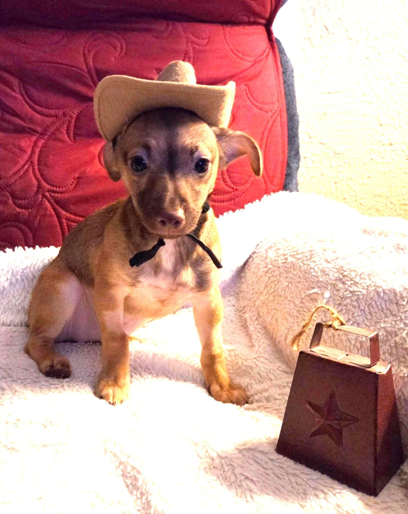 Dallas, Adoptable, Puppy Female Terrier & Chihuahua.