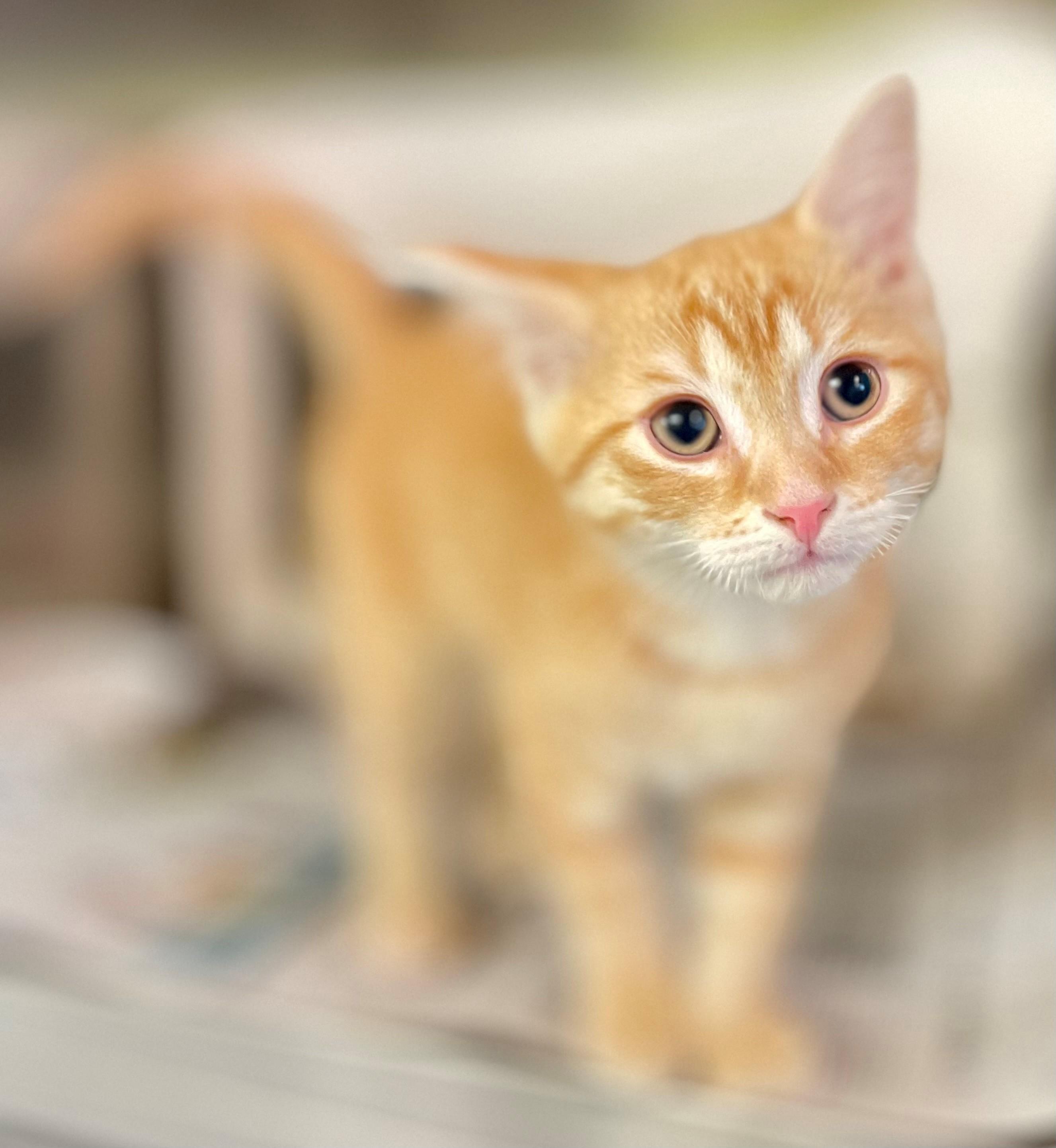 Enlarge Ginger, an adopted Domestic Short Hair in Hamilton, ON image 2/6