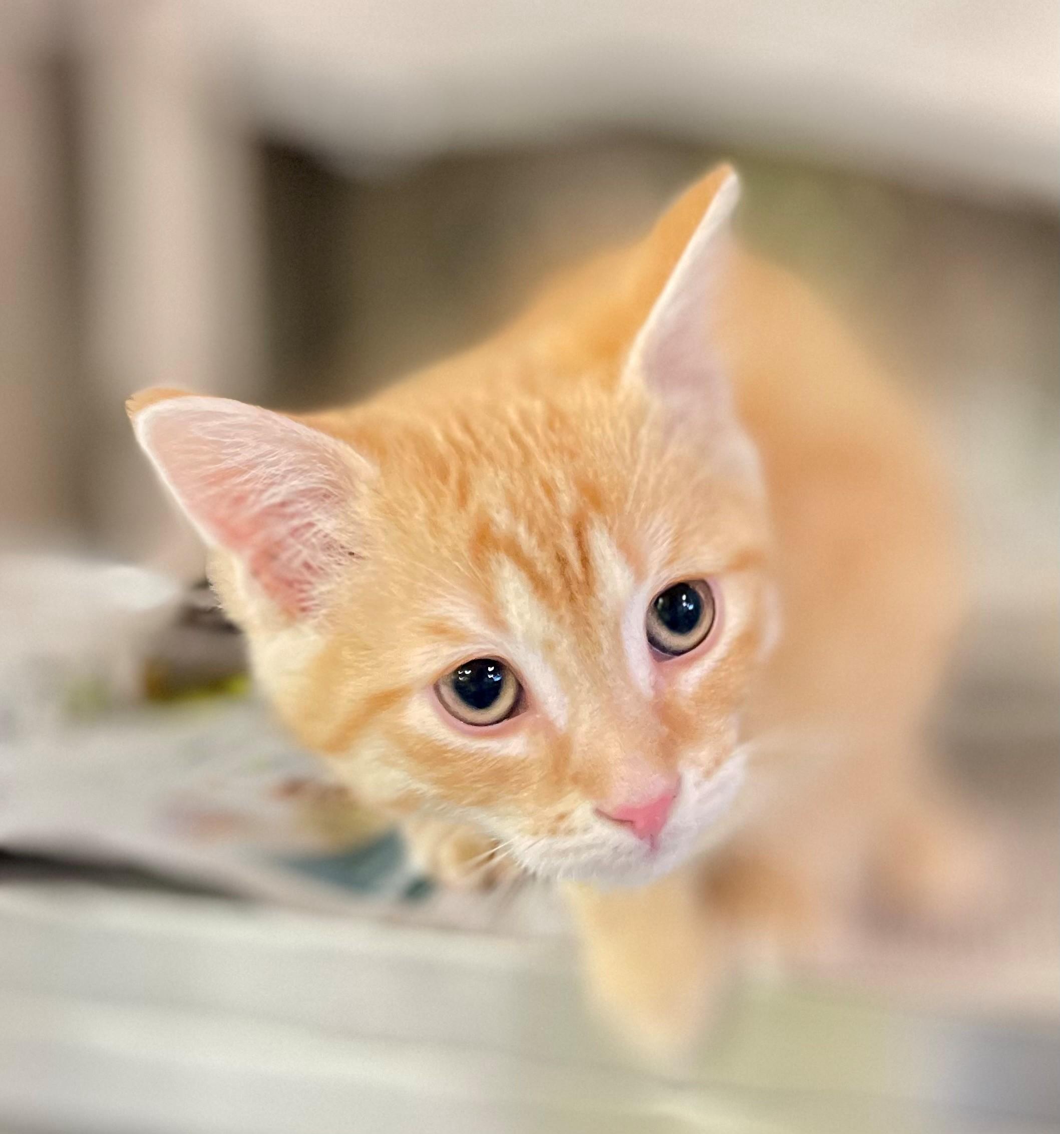 Enlarge Ginger, an adopted Domestic Short Hair in Hamilton, ON image 1/6