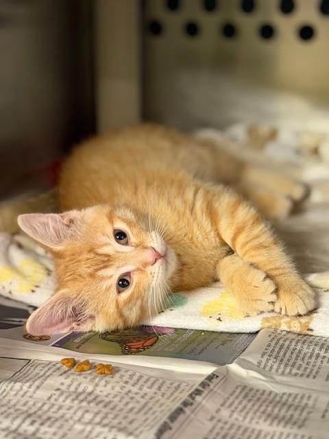 Enlarge Ginger, an adopted Domestic Short Hair in Hamilton, ON image 5/6