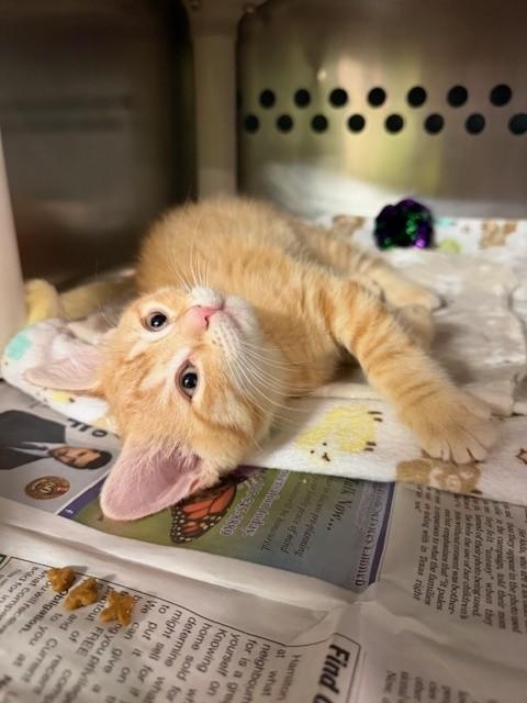 Enlarge Ginger, an adopted Domestic Short Hair in Hamilton, ON image 4/6