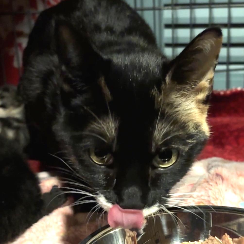 Enlarge NOLA, a Adoptable American Shorthair in Monroe, MI image 1/4