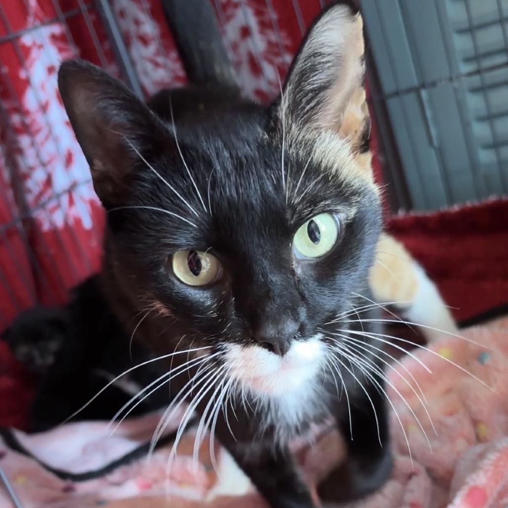 Enlarge NOLA, a Adoptable American Shorthair in Monroe, MI image 2/4