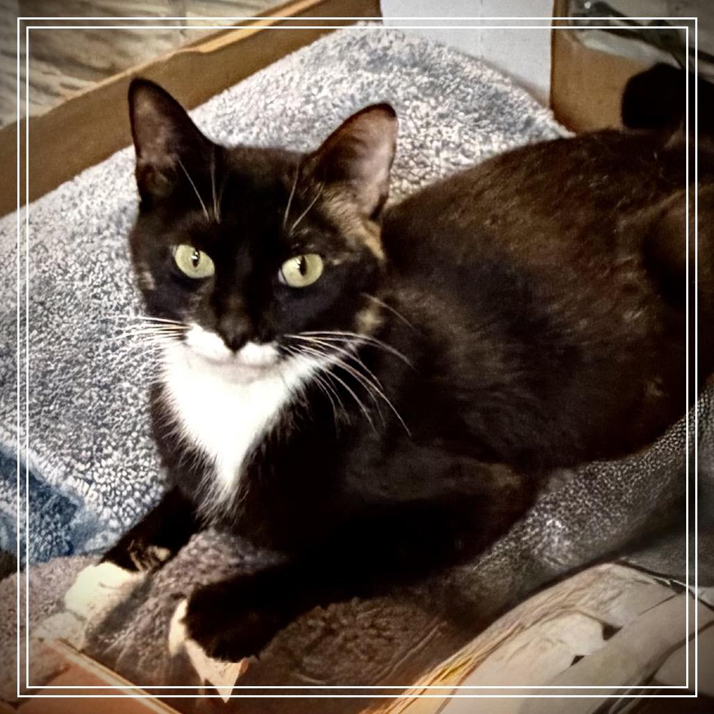 Enlarge NOLA, a Adoptable American Shorthair in Monroe, MI image 3/4