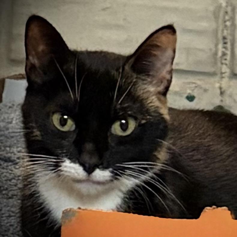 Enlarge NOLA, a Adoptable American Shorthair in Monroe, MI image 4/4