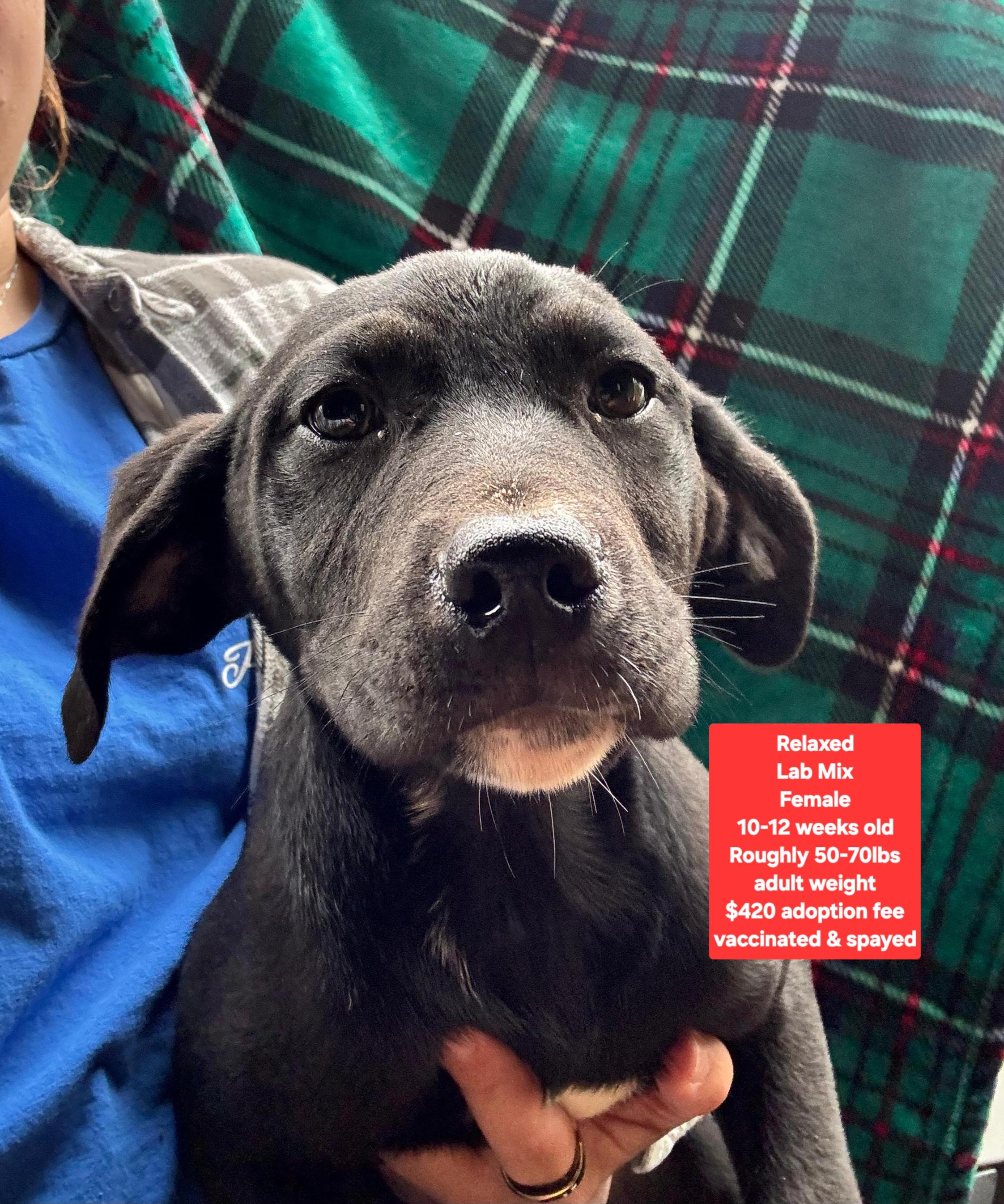 Enlarge Relaxed, a ADOPTABLE mixed breed in Oviedo, FL image 1/1