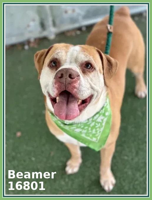 BEAMER (see also BENTLEY and BENZ) — thumbnail 3