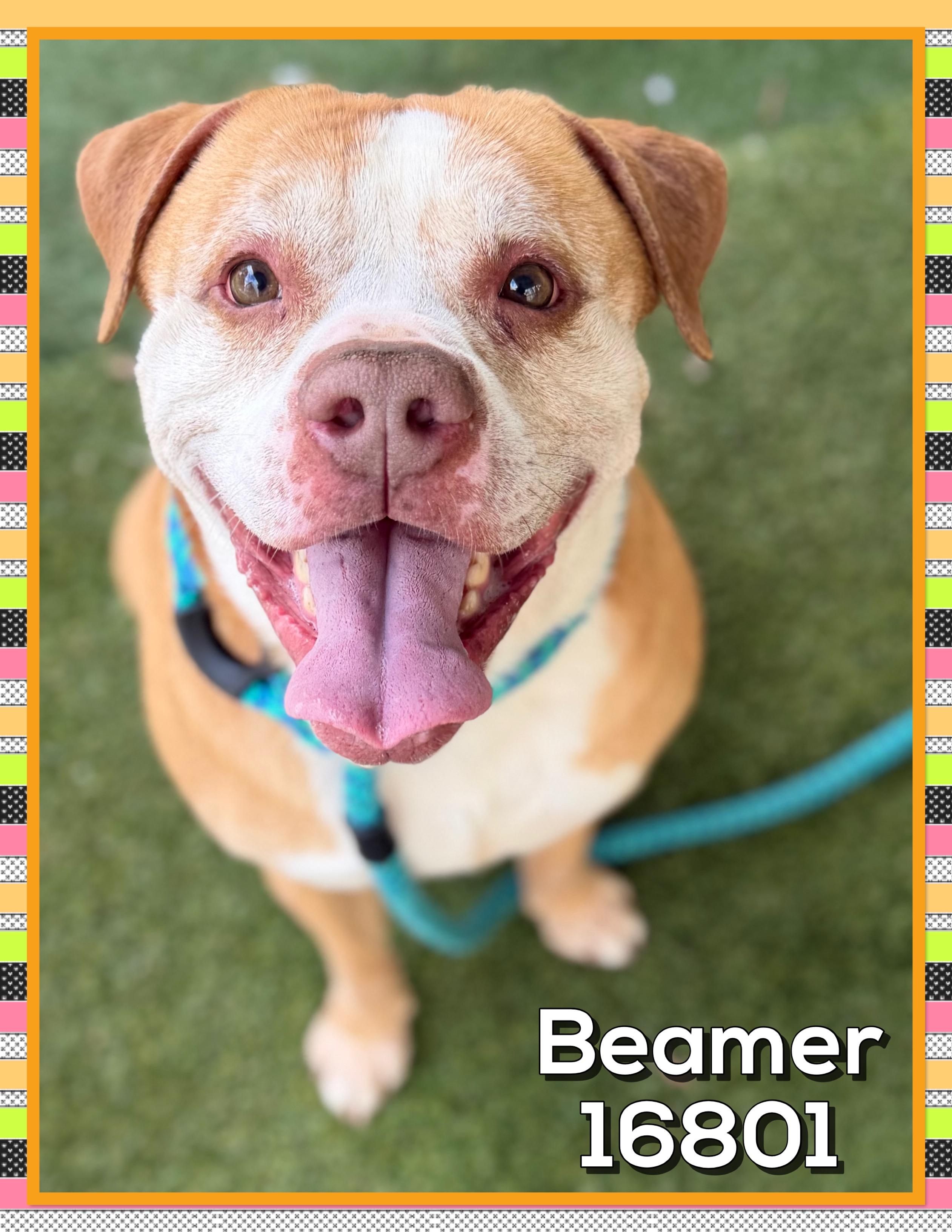 BEAMER (see also BENTLEY and BENZ), ADOPTABLE, Senior Male Pit Bull Terrier & American Staffordshire Terrier.