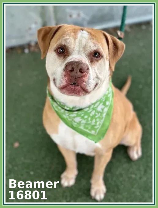Enlarge BEAMER (see also BENTLEY and BENZ), a ADOPTABLE mixed breed in Marietta, GA image 4/5