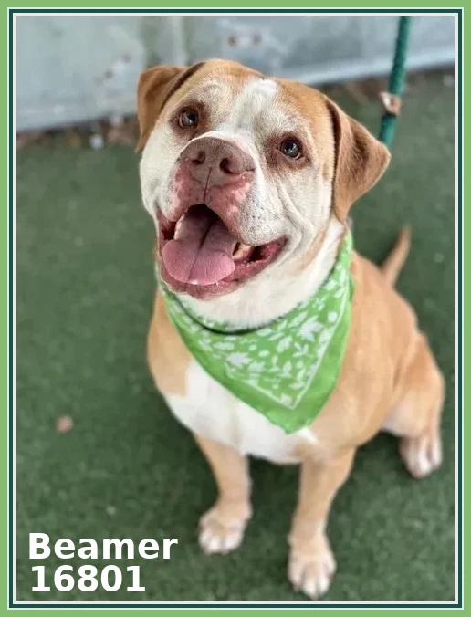 Enlarge BEAMER (see also BENTLEY and BENZ), a ADOPTABLE mixed breed in Marietta, GA image 2/5