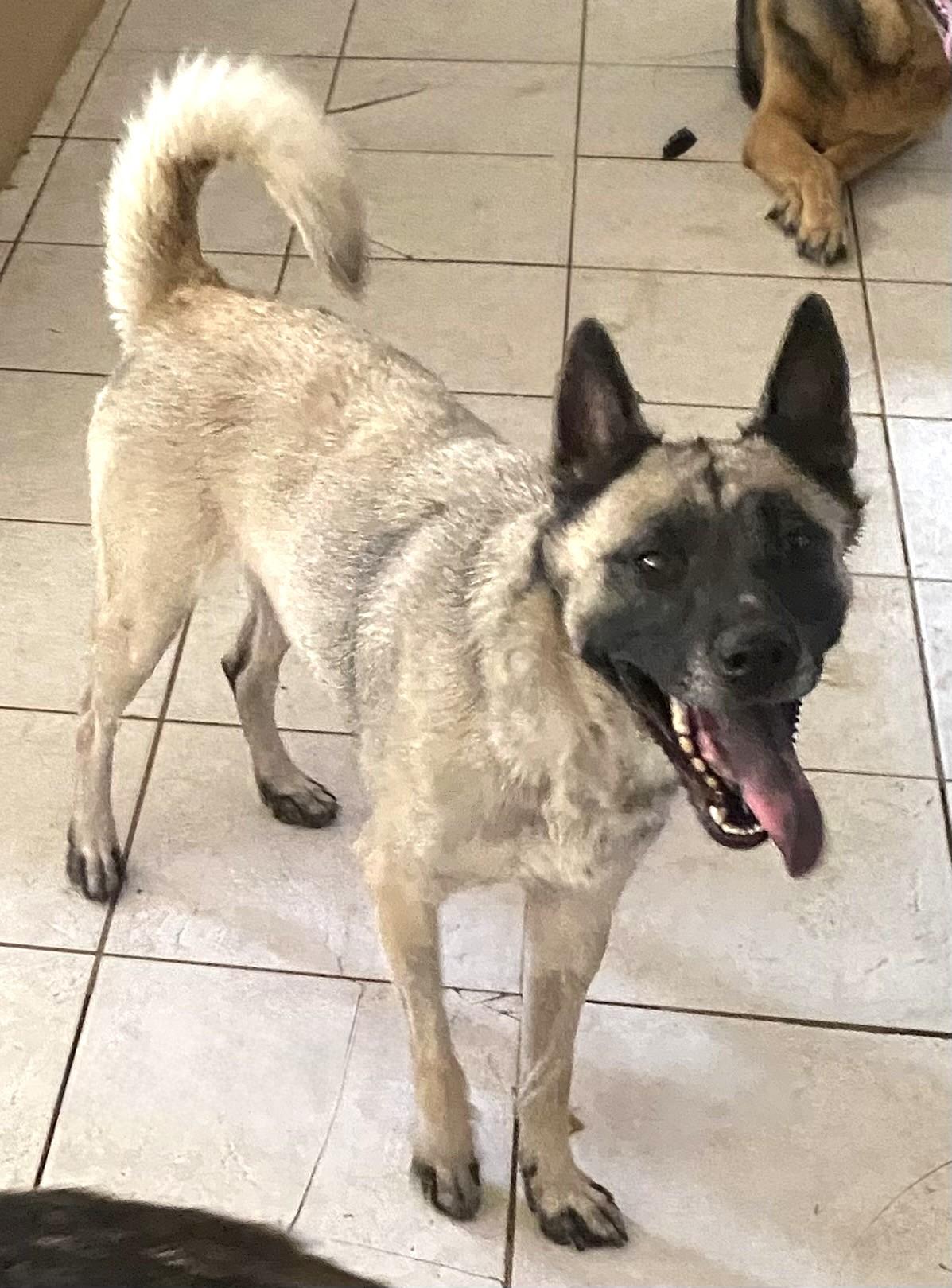 Enlarge Susanna, an adopted German Shepherd Dog in Hutto, TX image 1/4