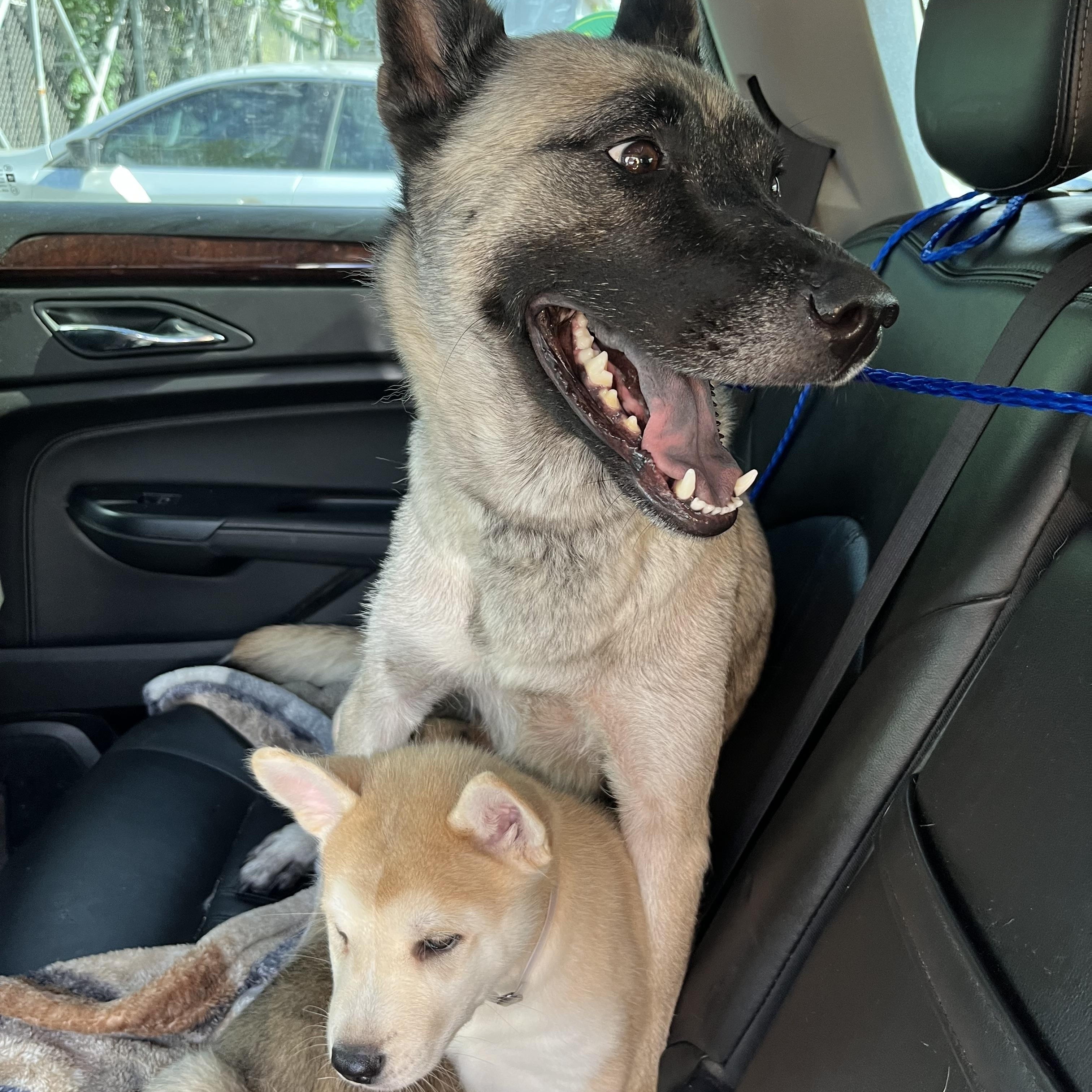 Enlarge Susanna, an adopted German Shepherd Dog in Hutto, TX image 2/4