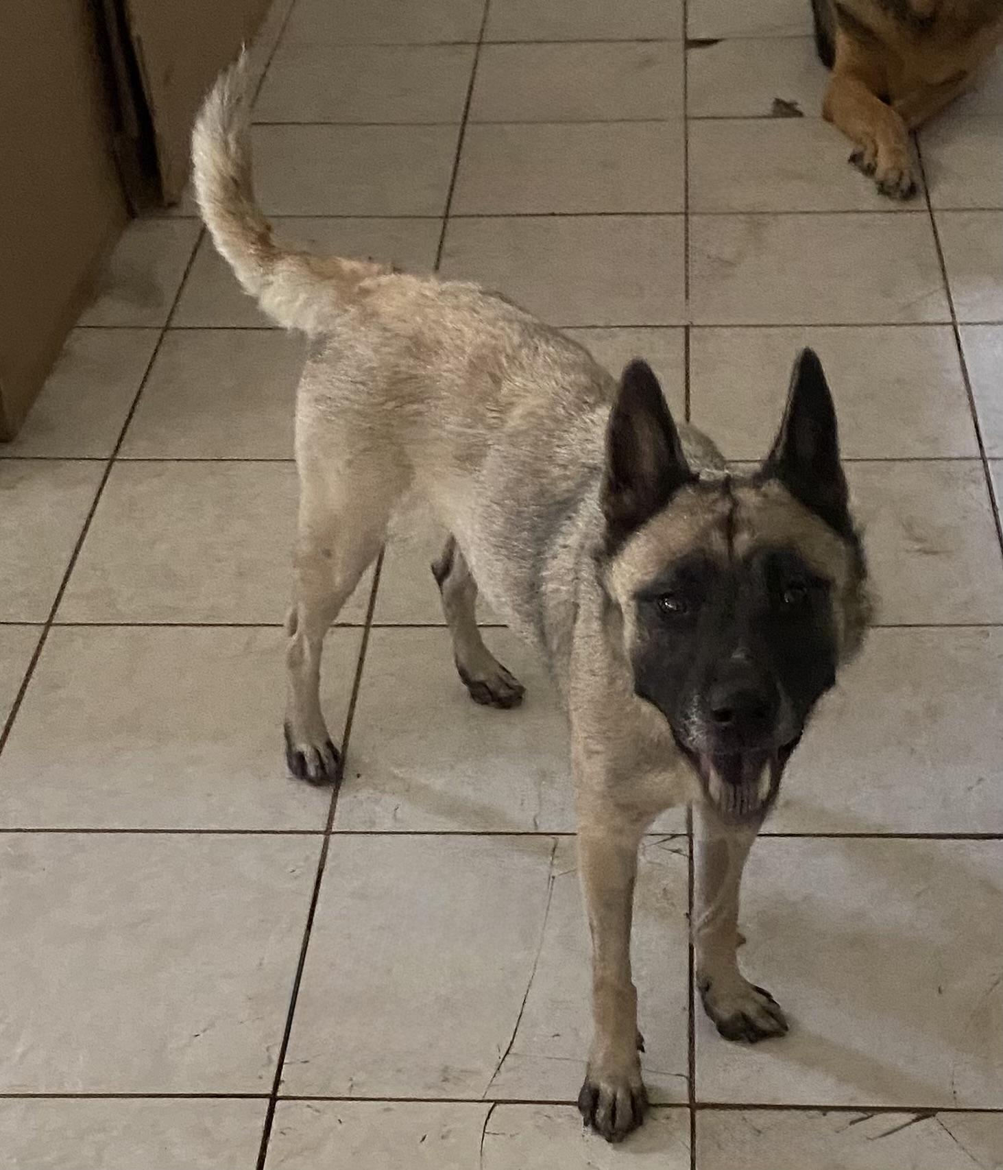 Enlarge Susanna, an adopted German Shepherd Dog in Hutto, TX image 3/4