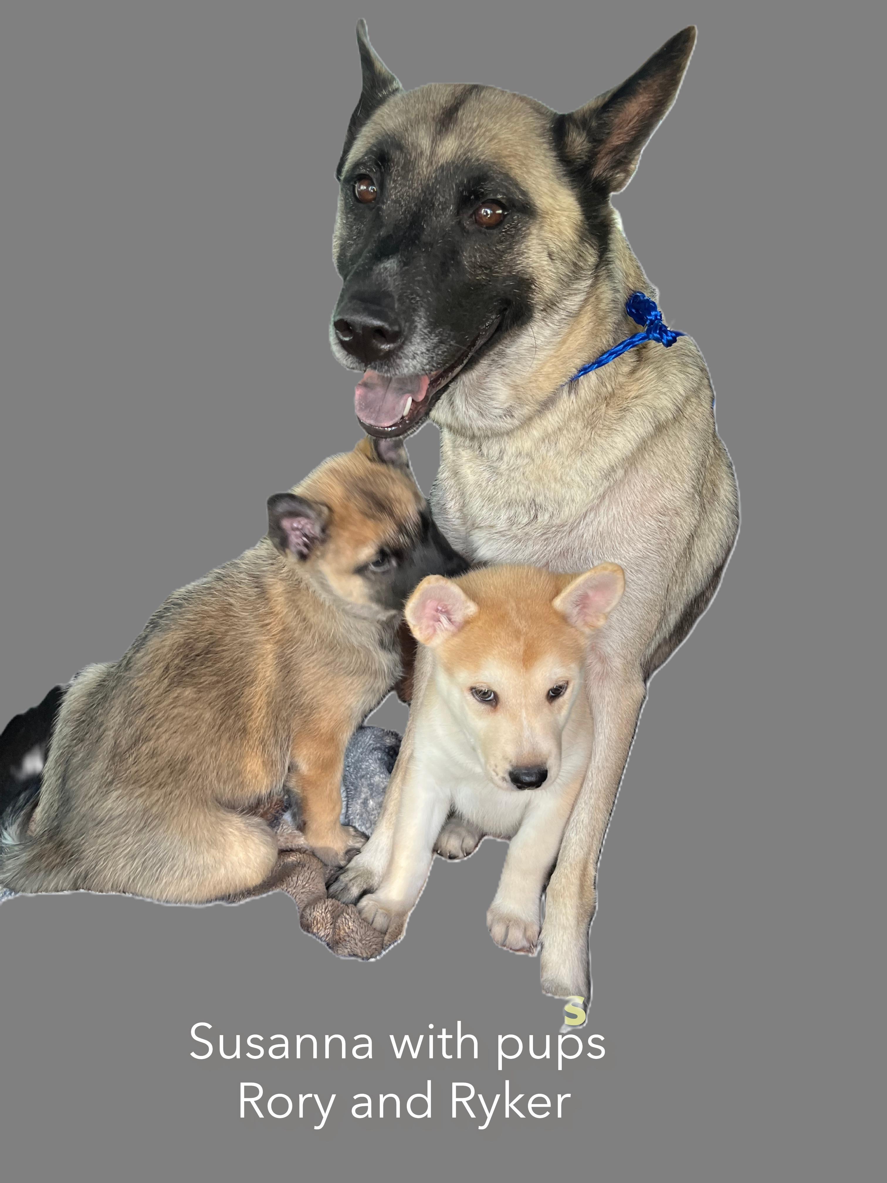 Enlarge Susanna, an adopted German Shepherd Dog in Hutto, TX image 4/4