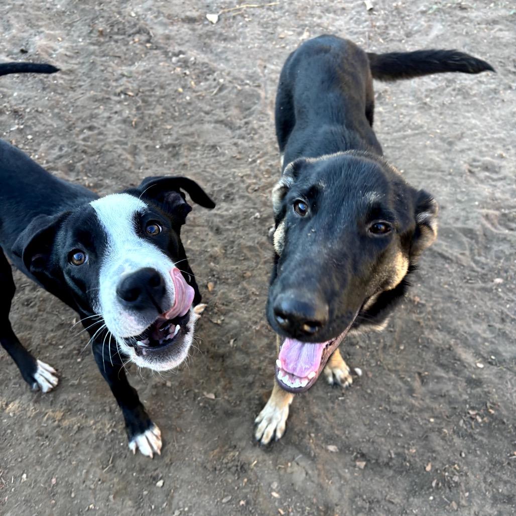 Enlarge Rio, a Adoptable mixed breed in Tipton, IA image 1/5
