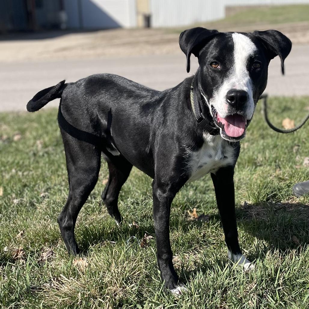 Enlarge Rio, a Adoptable mixed breed in Tipton, IA image 2/6