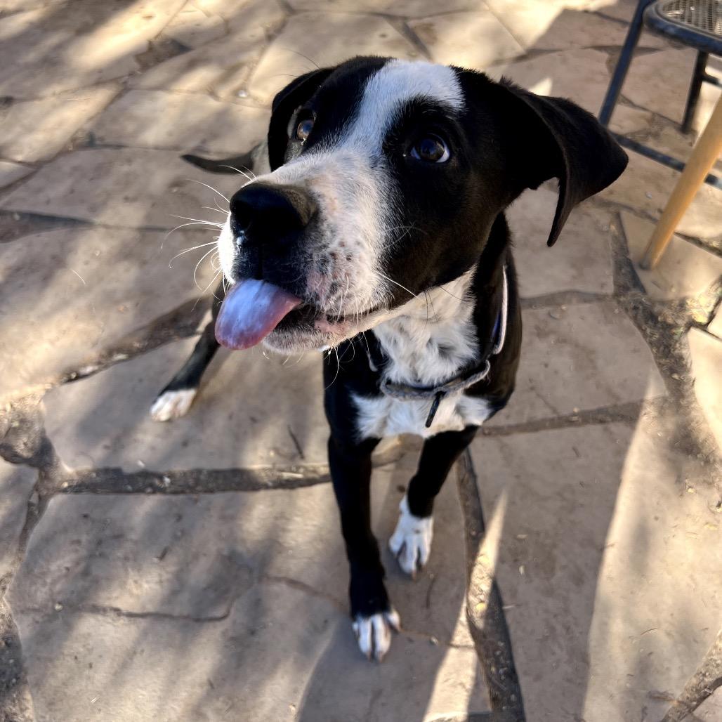 Enlarge Rio, a Adoptable mixed breed in Tipton, IA image 3/5