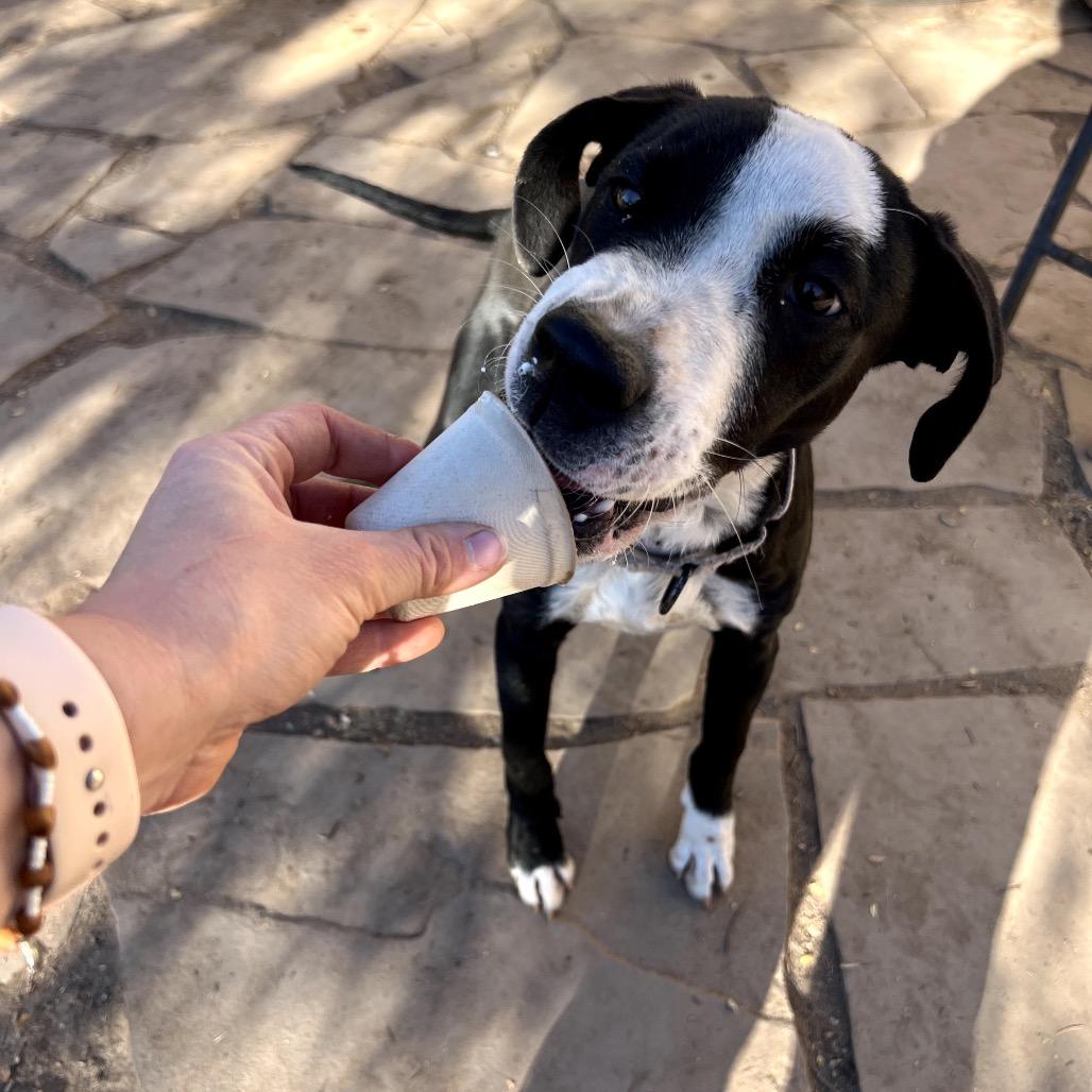 Enlarge Rio, a Adoptable mixed breed in Tipton, IA image 4/5