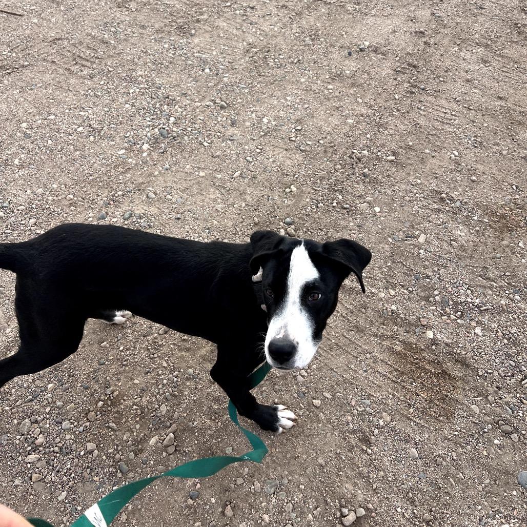 Enlarge Rio, a Adoptable mixed breed in Tipton, IA image 5/5