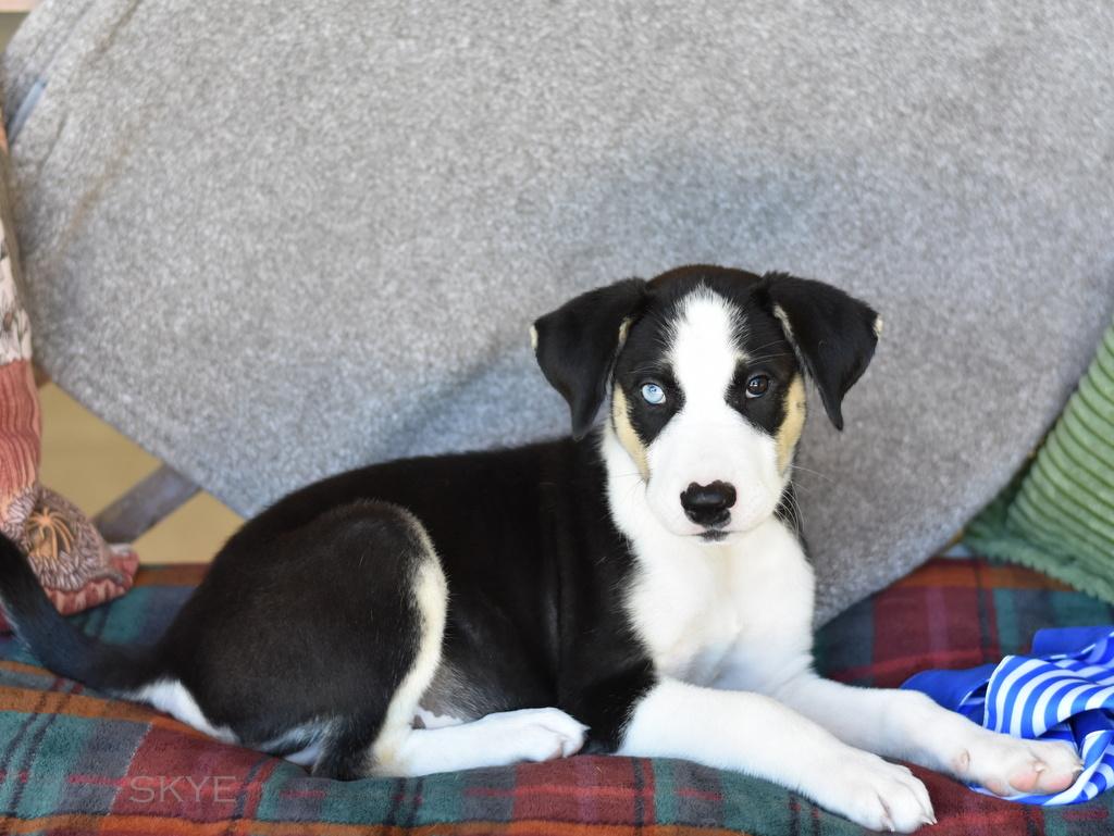 Skye (Matagorda Boys)