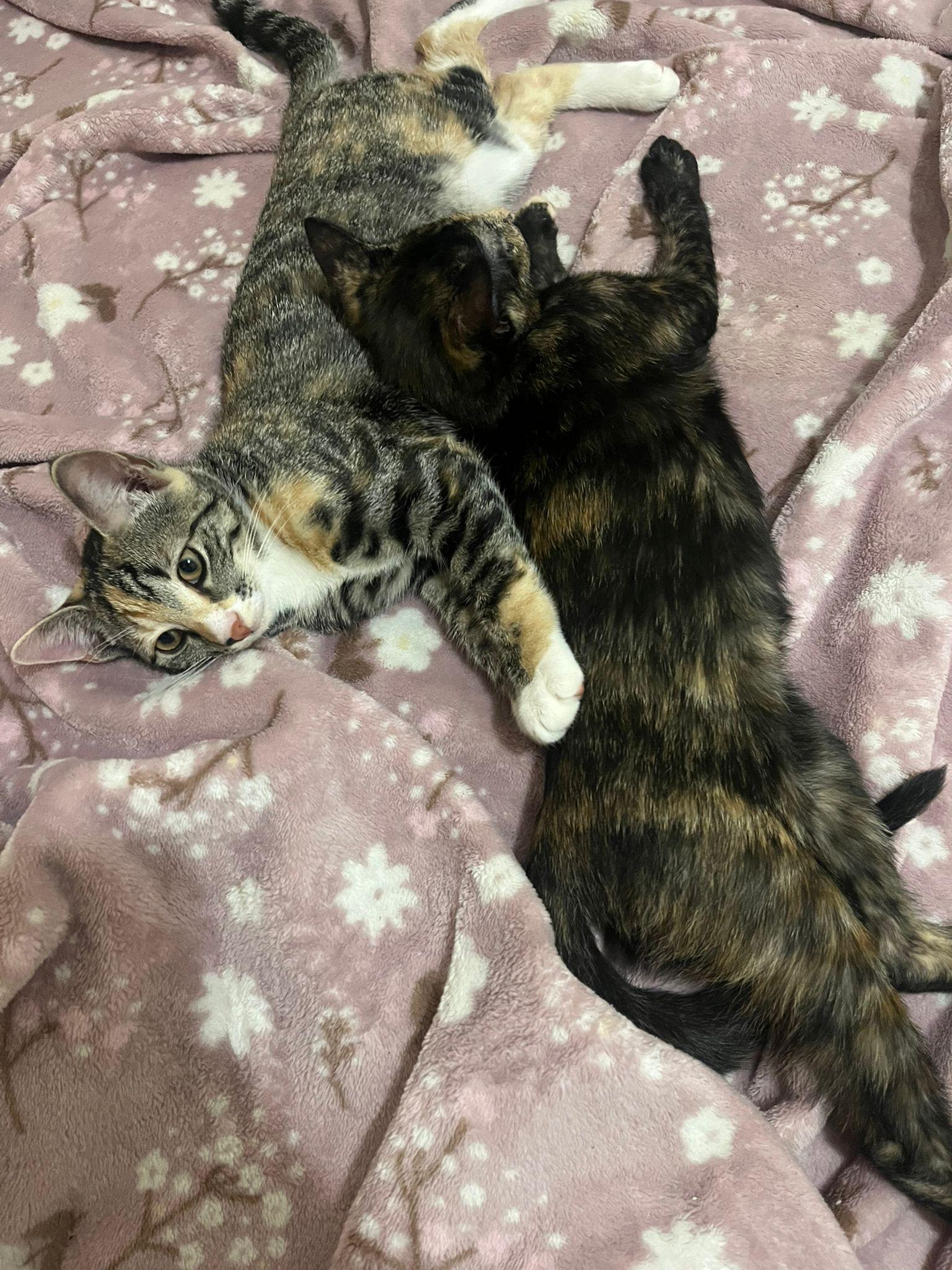 Bella (F) & Zuri (F), a ADOPTABLE Domestic Short Hair in New York, NY image 1/3