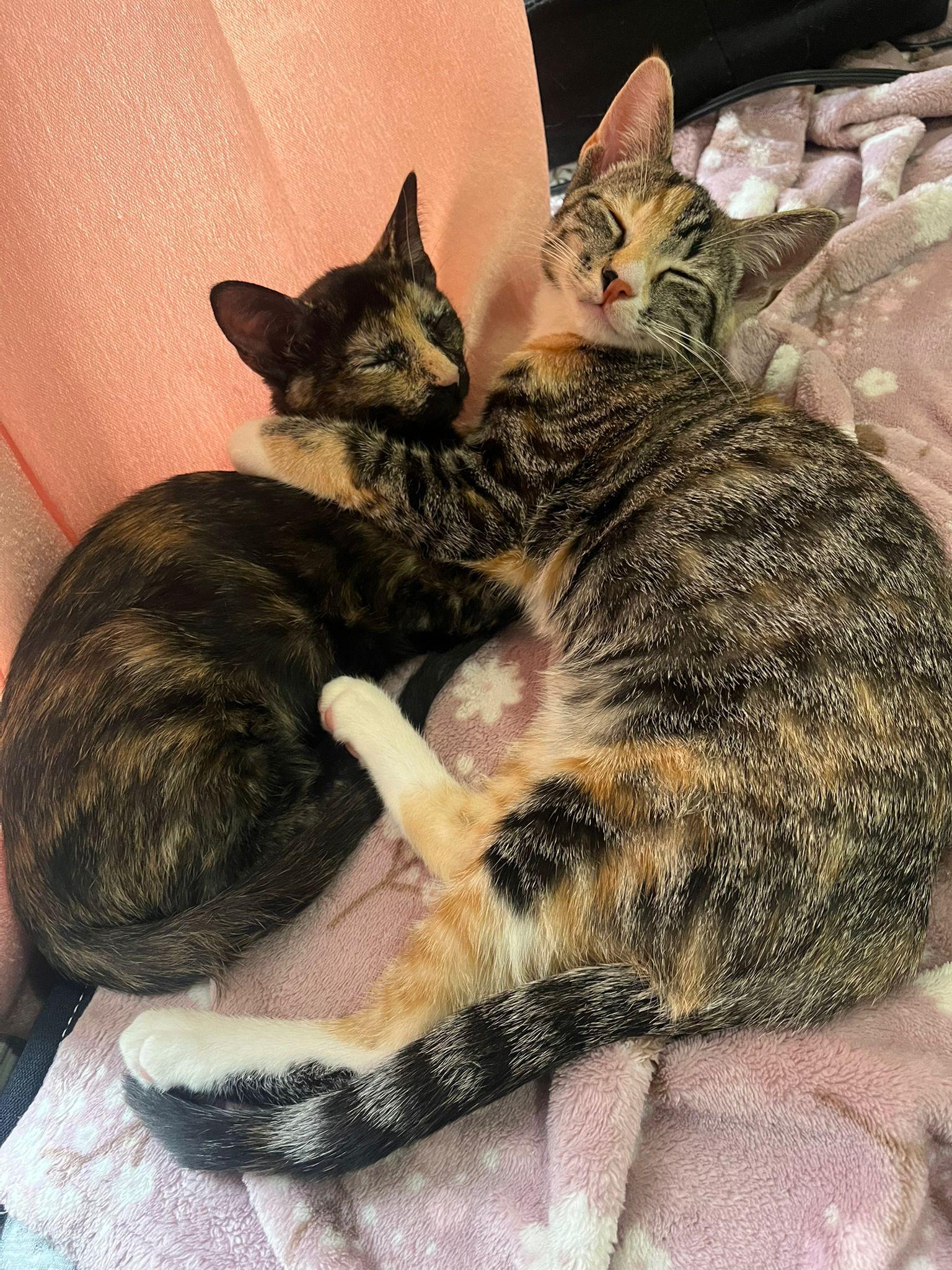 Bella (F) & Zuri (F), a ADOPTABLE Domestic Short Hair in New York, NY image 2/3