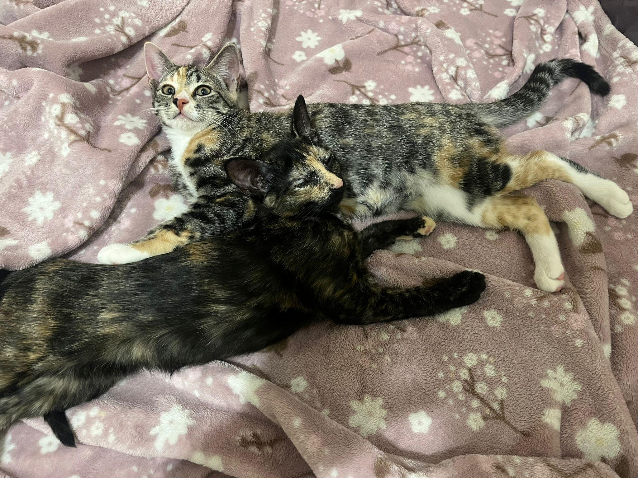 Bella (F) & Zuri (F), a ADOPTABLE Domestic Short Hair in New York, NY image 3/3