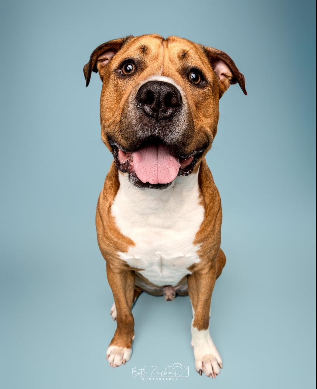 Enlarge Jethro, a Adoptable mixed breed in Willowbrook, IL image 1/6