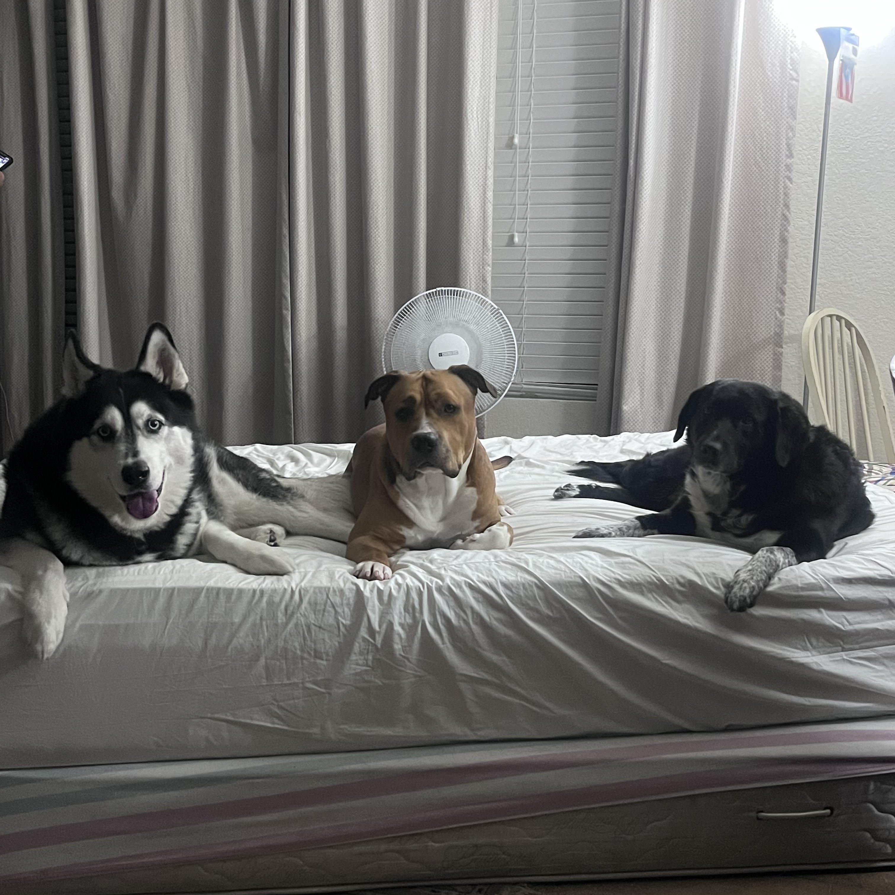 Enlarge Jethro, a Adoptable mixed breed in Willowbrook, IL image 4/6