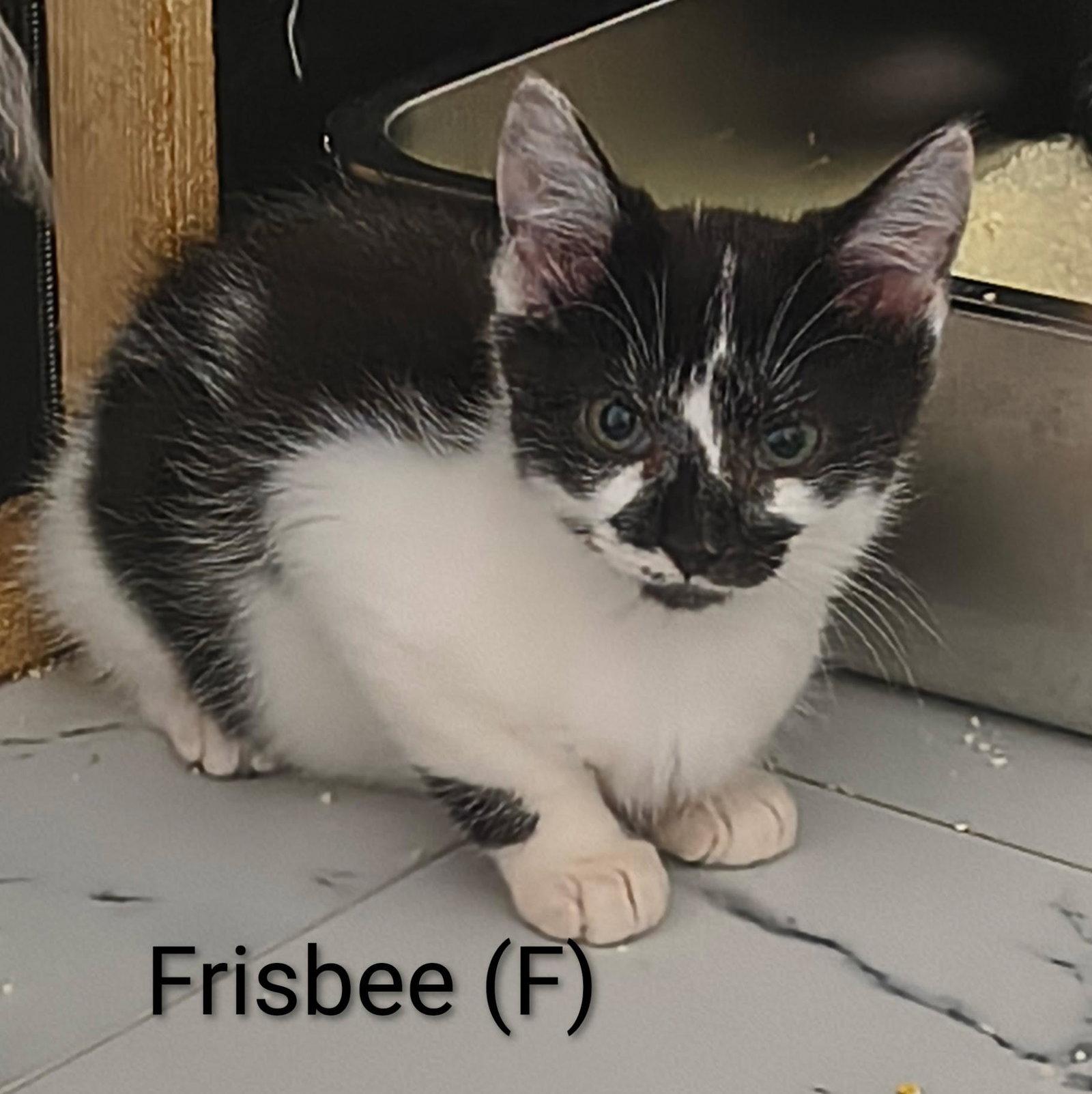 Enlarge Frisbee, a Adoptable Domestic Short Hair in Saugerties, NY image 2/3