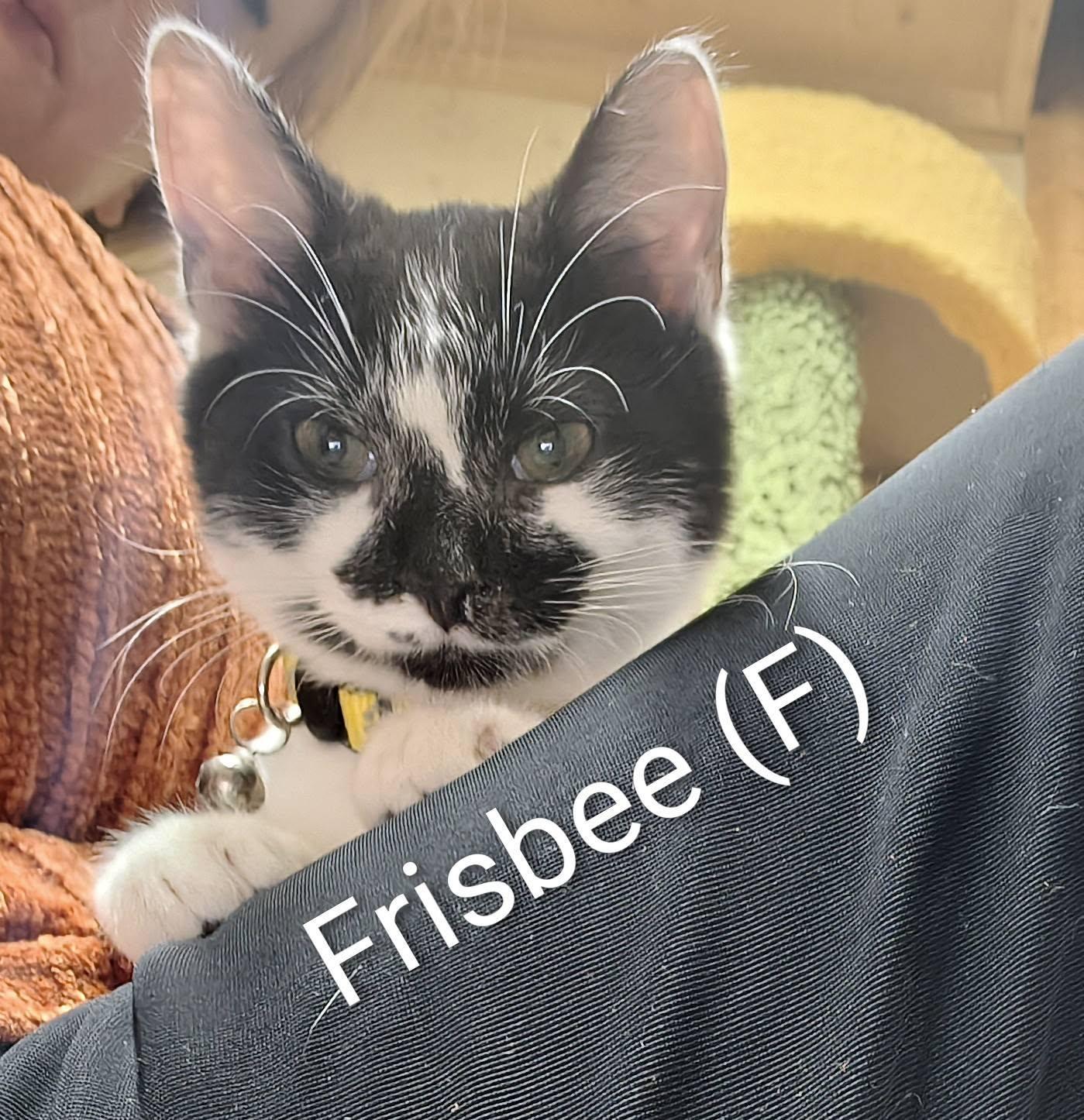 Enlarge Frisbee, a Adoptable Domestic Short Hair in Saugerties, NY image 3/3