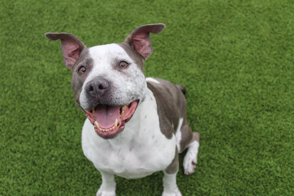 Enlarge Mr. Blue, a ADOPTABLE mixed breed in Chestertown, MD image 2/4