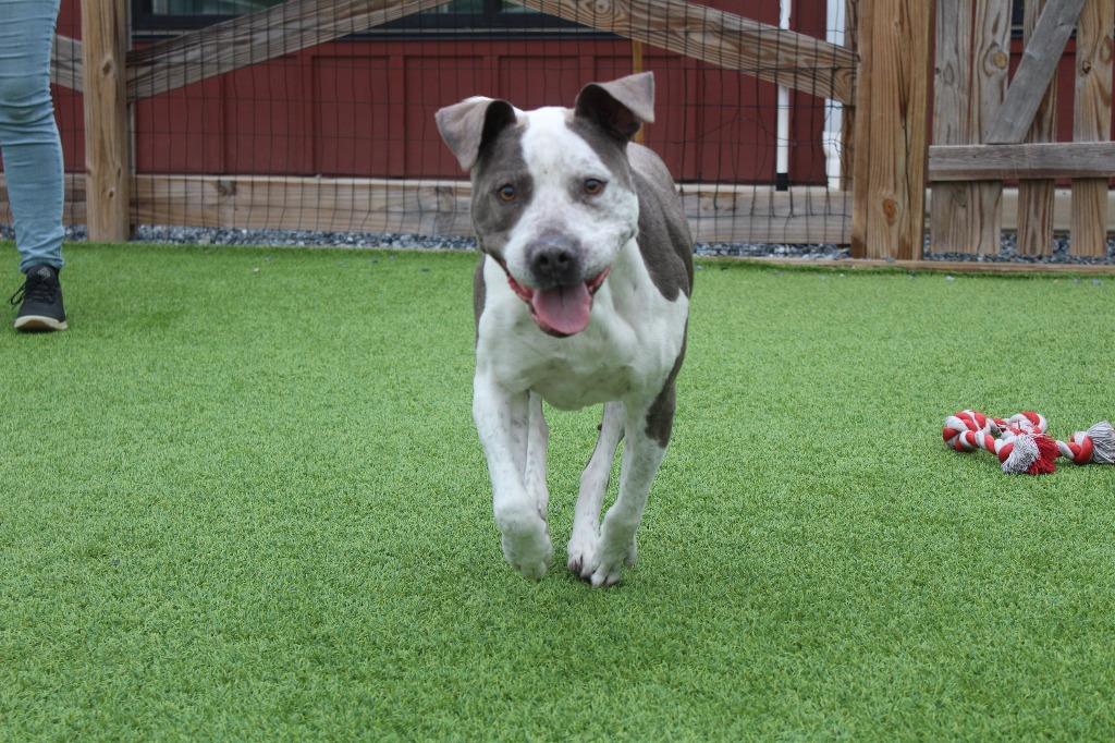 Enlarge Mr. Blue, a ADOPTABLE mixed breed in Chestertown, MD image 4/4