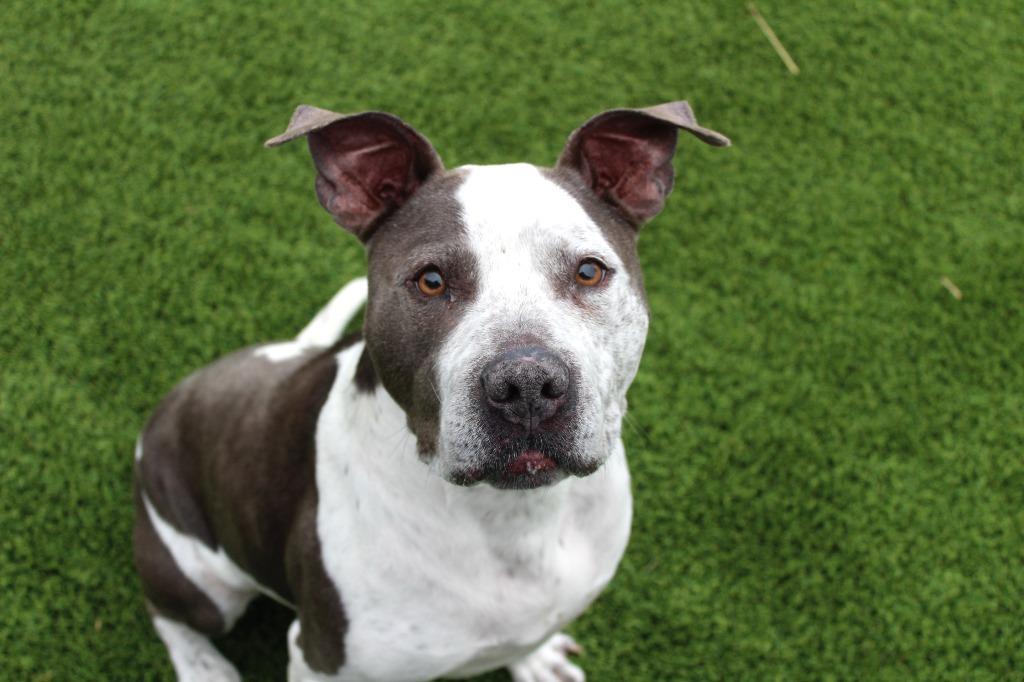 Enlarge Mr. Blue, a ADOPTABLE mixed breed in Chestertown, MD image 3/4
