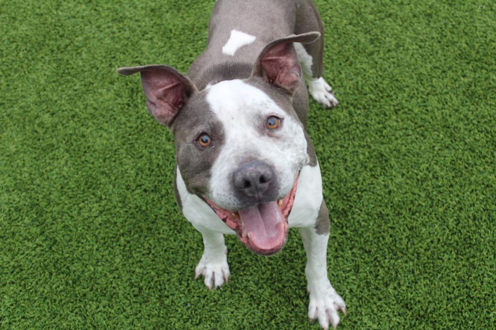 Mr. Blue, ADOPTABLE, Senior Male Pit Bull Terrier.