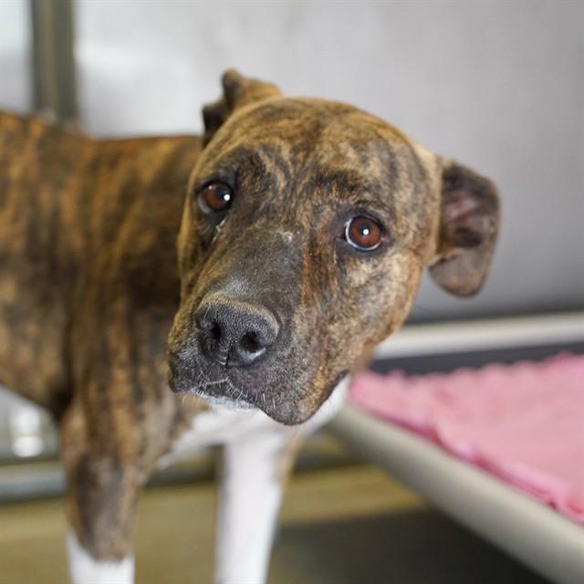 Enlarge COOKIE, a Adoptable mixed breed in Sacramento, CA image 1/1